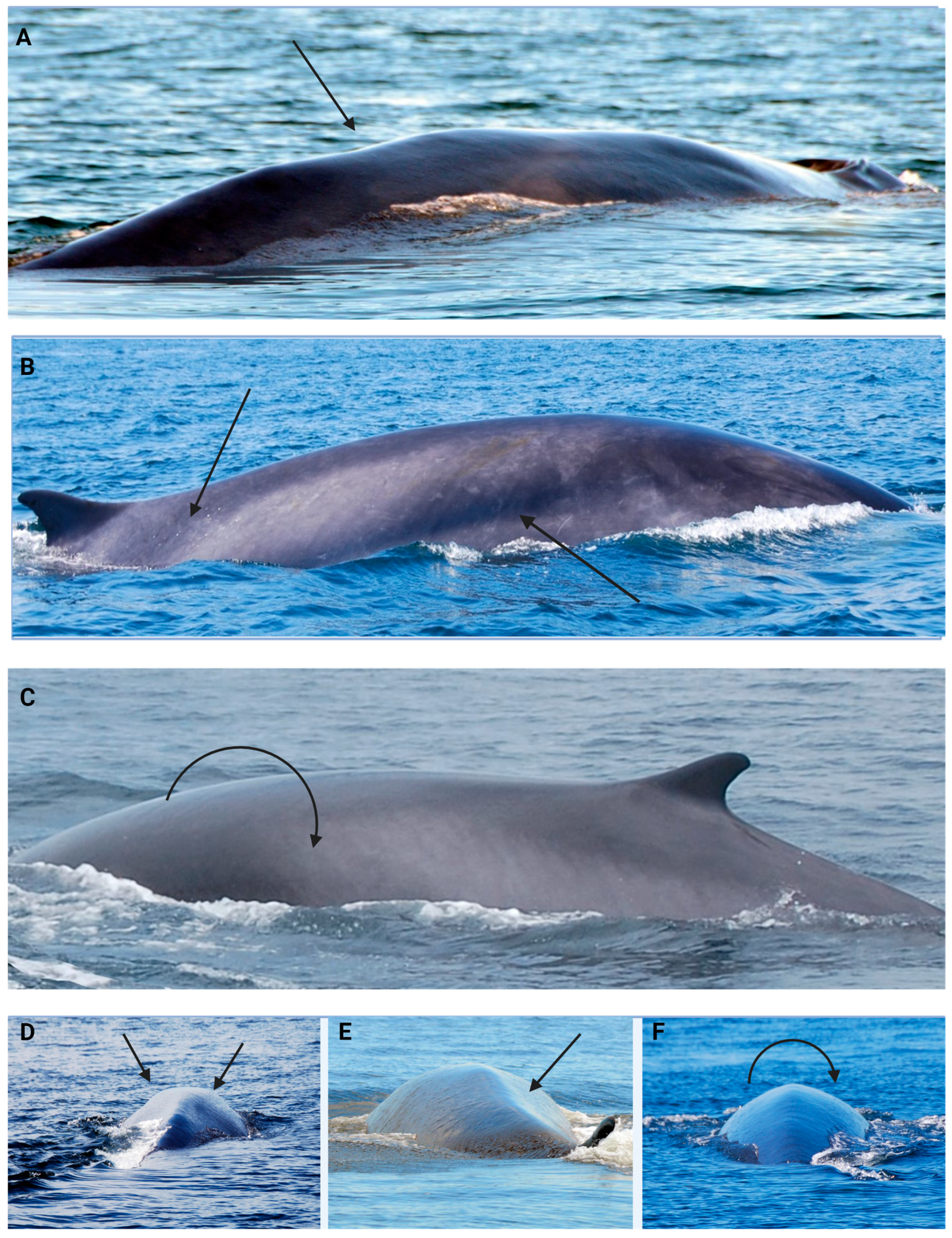 Animals 14 03519 g002