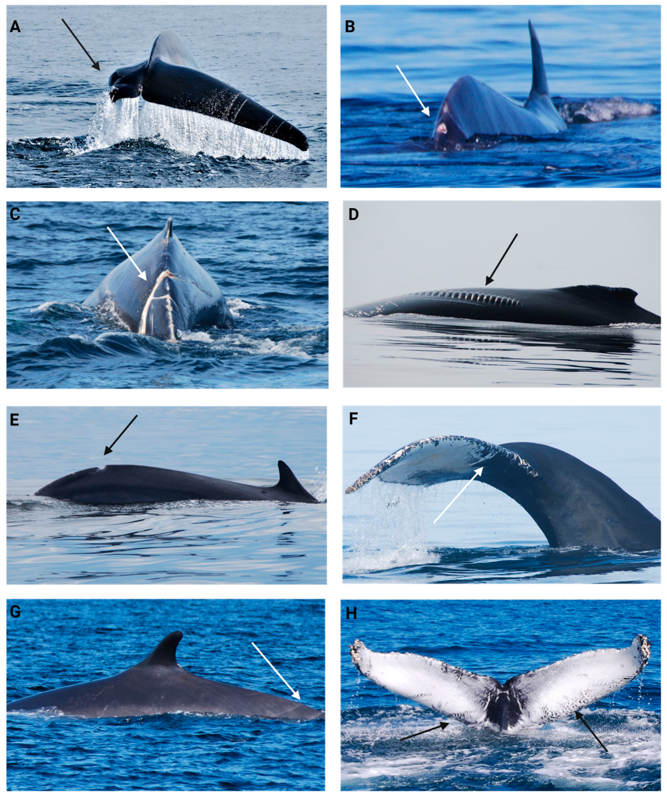 Animals 14 03519 g005