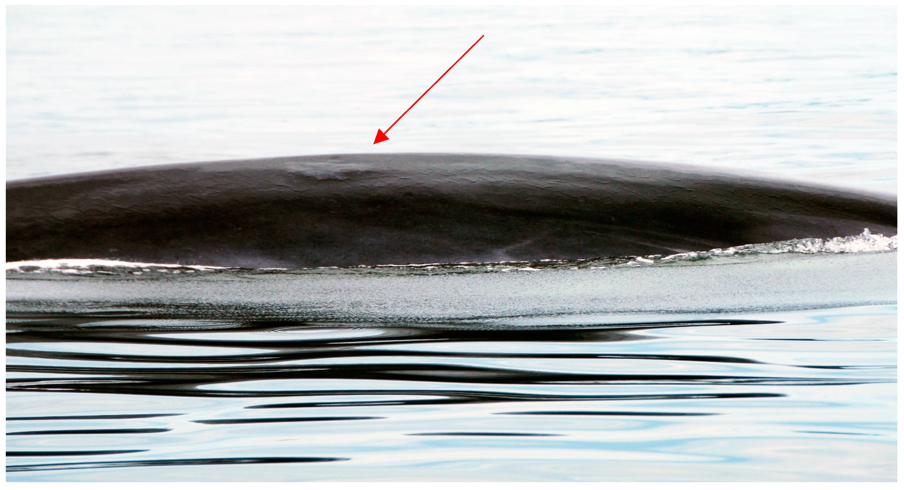 Animals 14 03519 g011