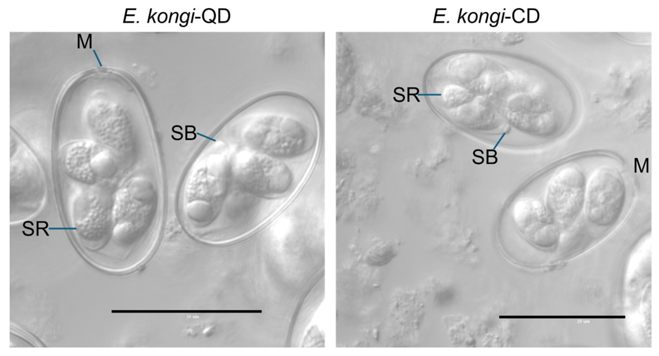 Animals 14 03524 g001