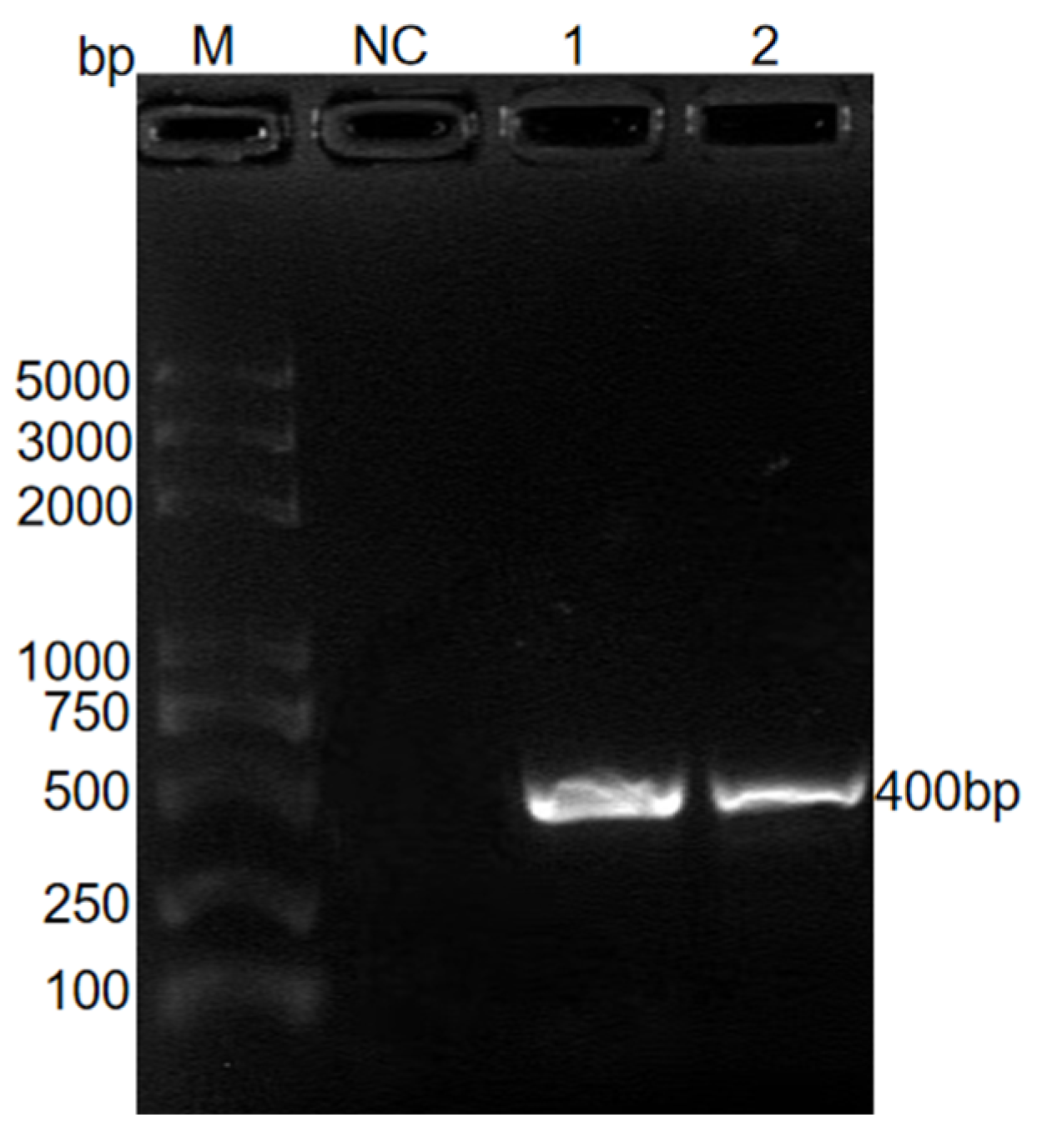 Animals 14 03524 g002