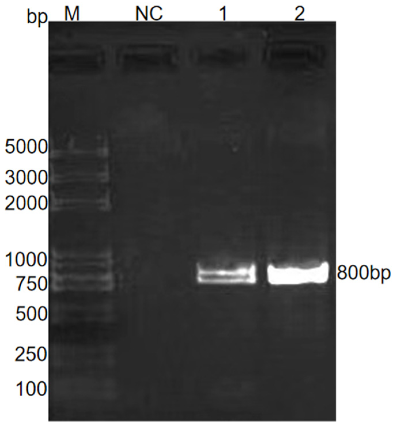 Animals 14 03524 g004