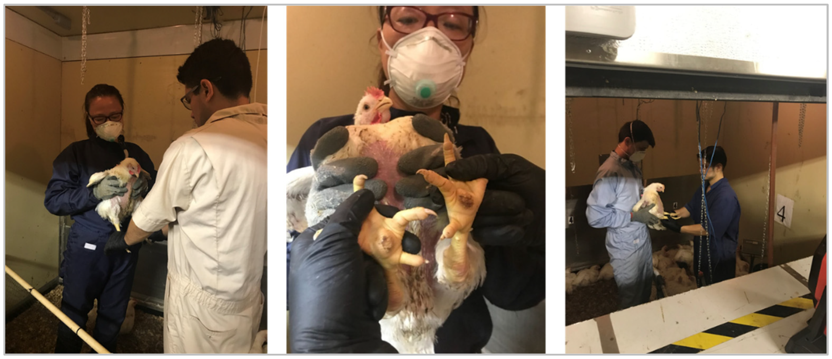 Animals 14 03525 g003