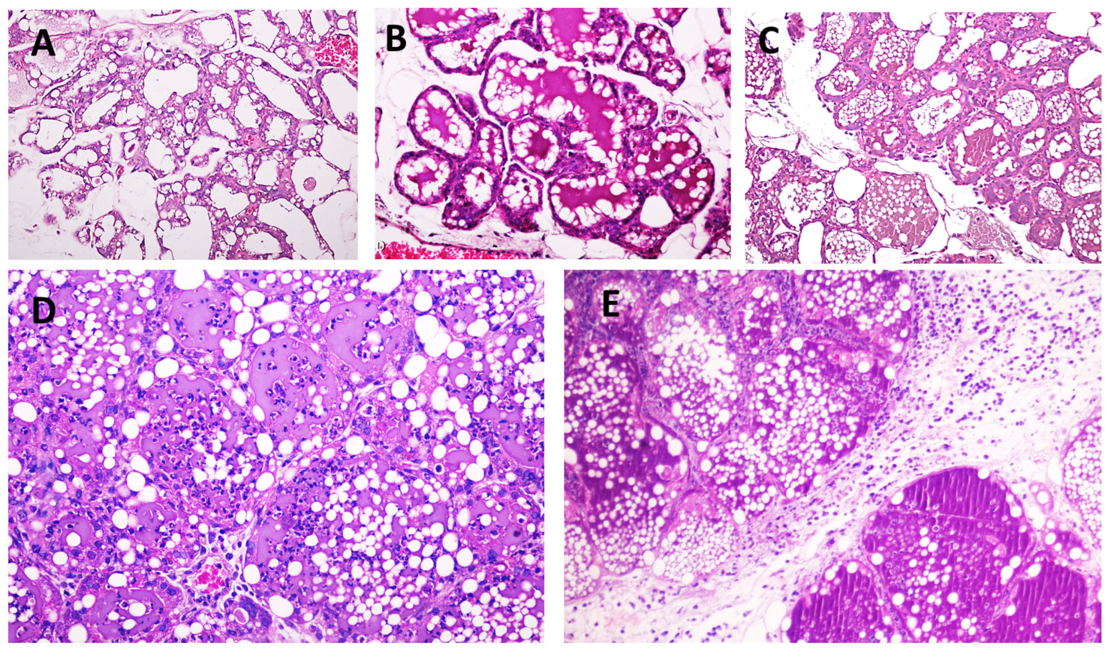 Animals 14 03526 g001