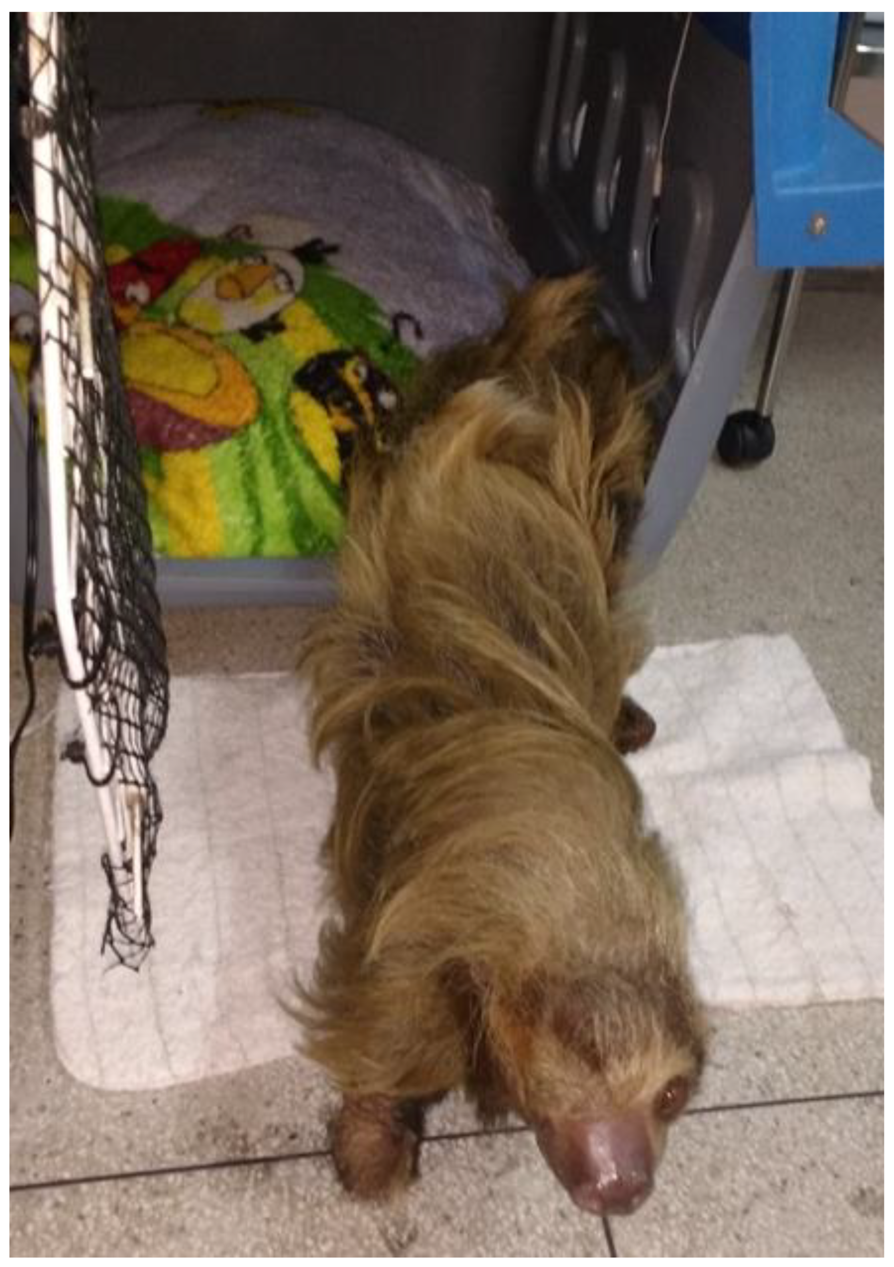 Animals 14 03527 g001 Animals 14 03527 g001