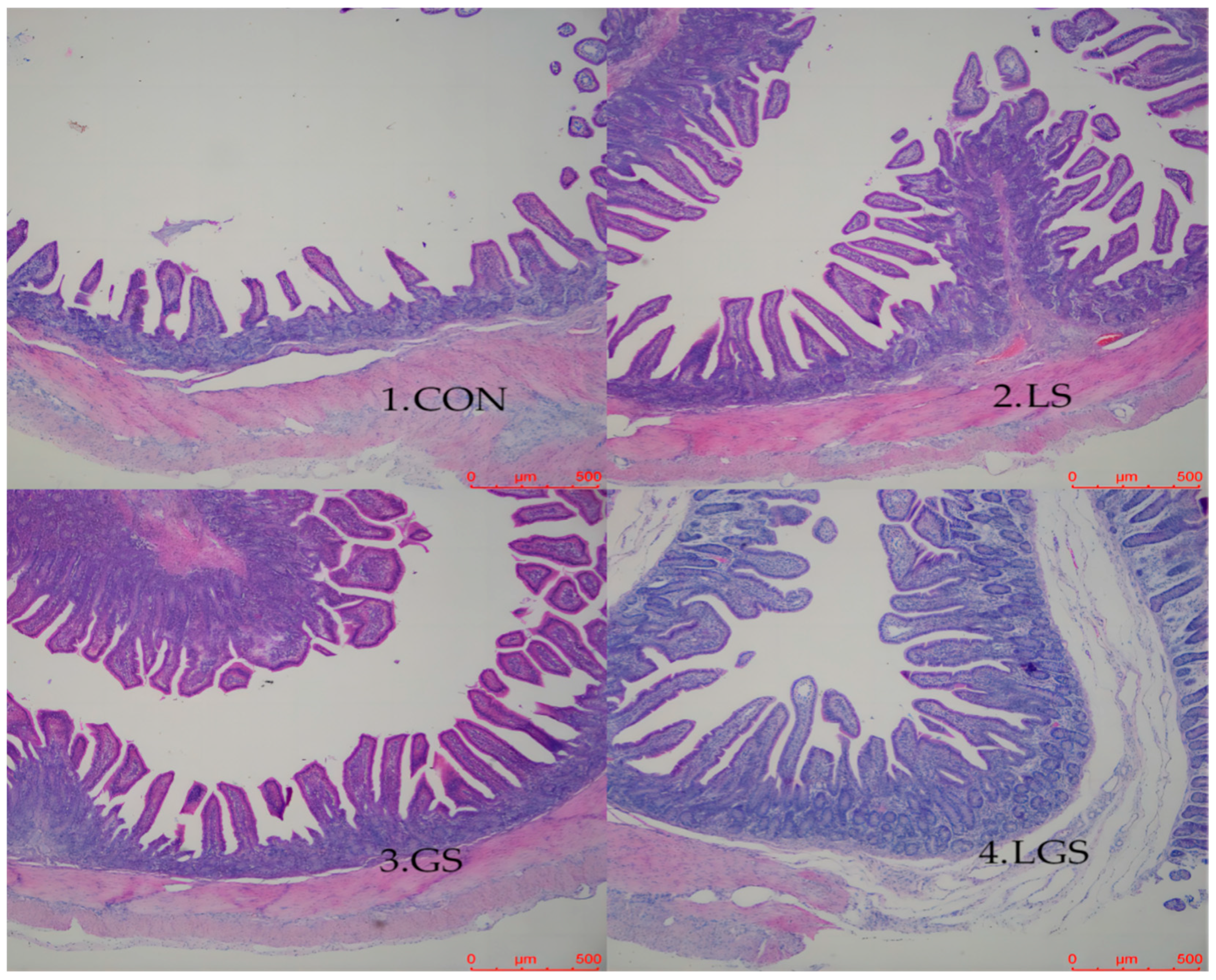 Animals 14 03532 g001