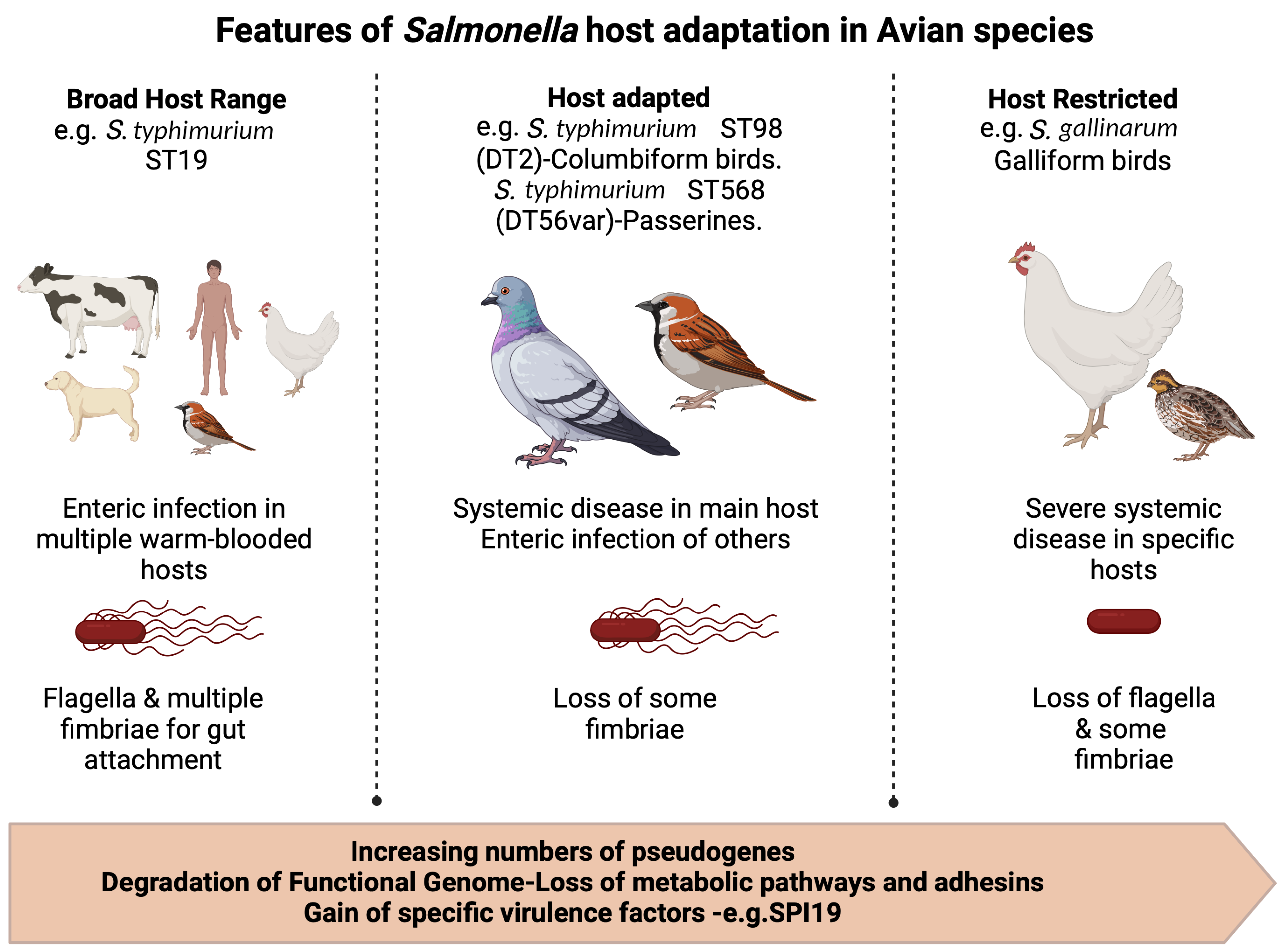 Animals 14 03533 g001 Animals 14 03533 g001