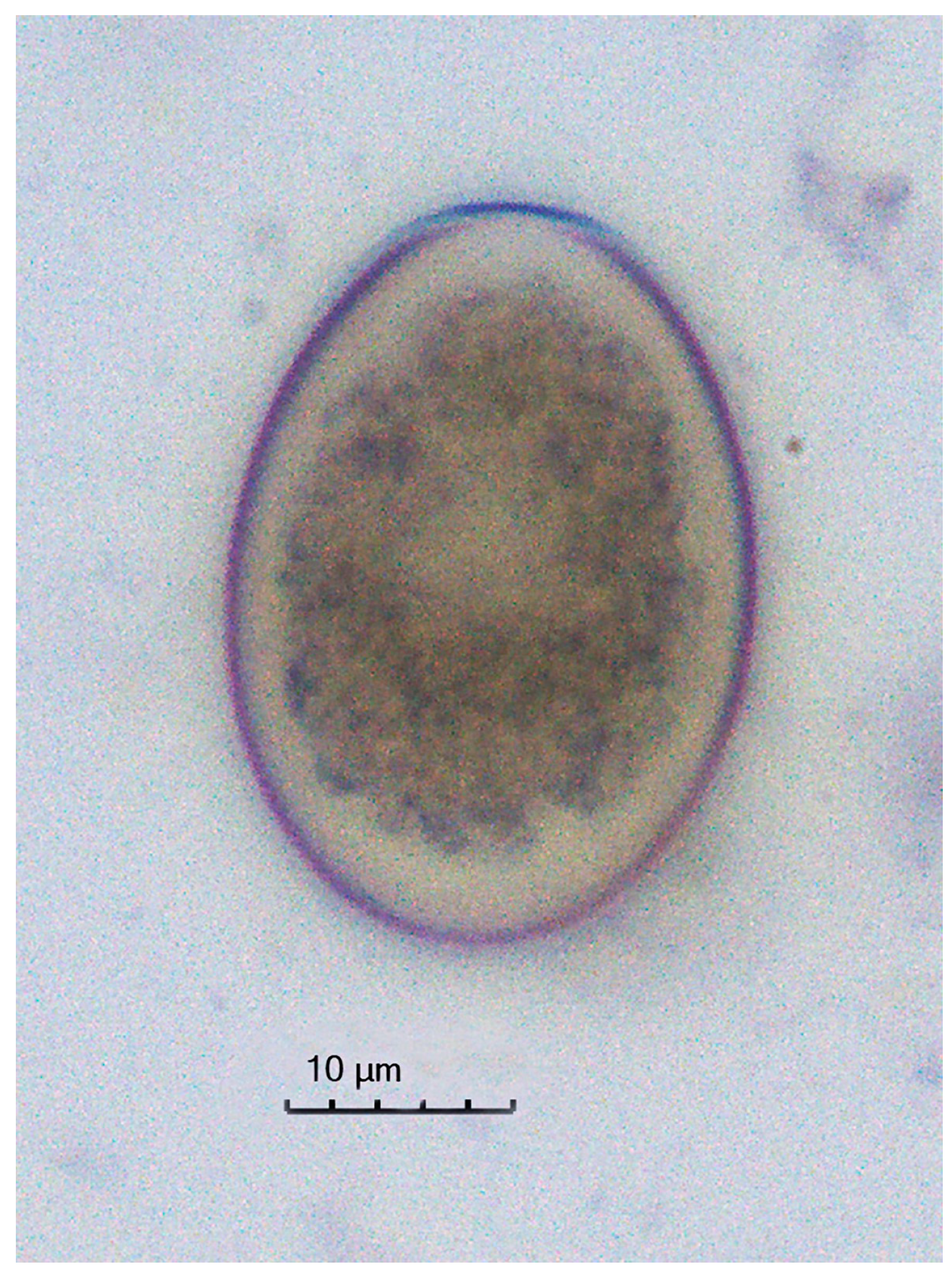 Animals 14 03534 g001