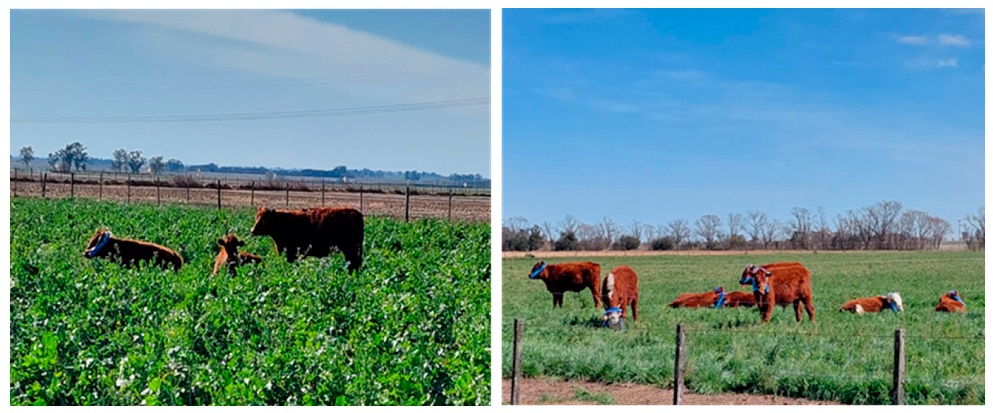 Animals 14 03535 g001