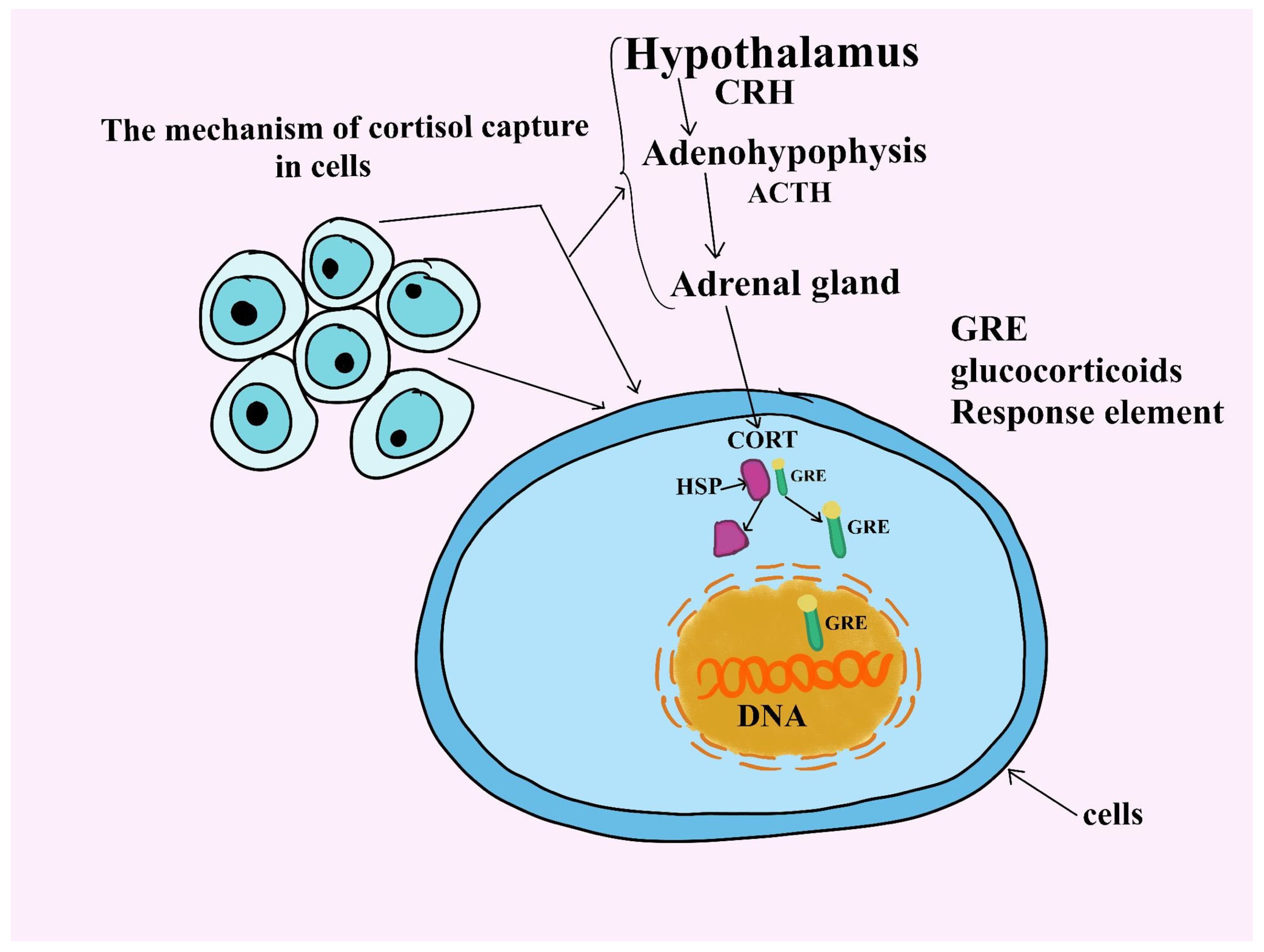 Animals 14 03536 g001