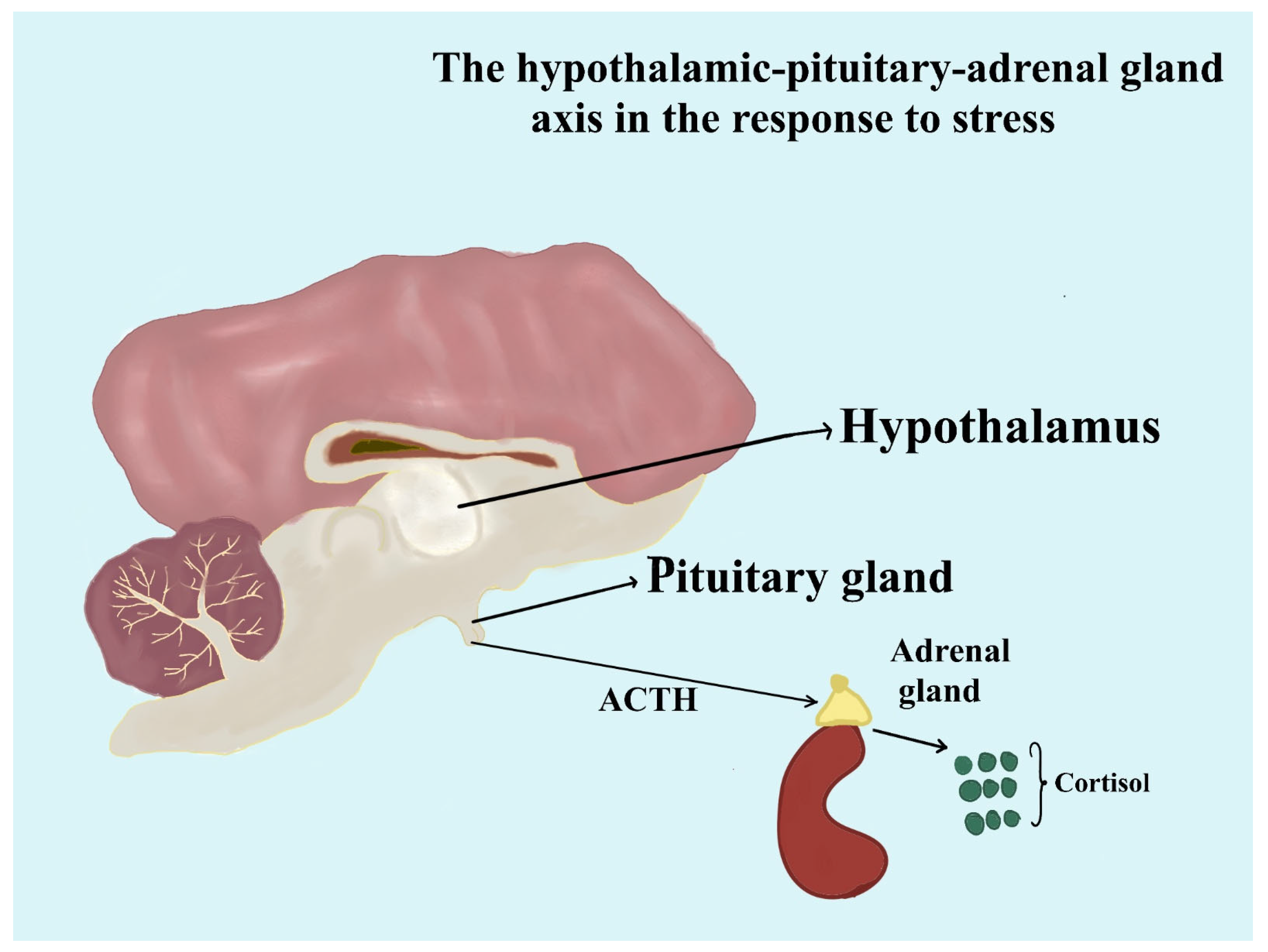 Animals 14 03536 g002