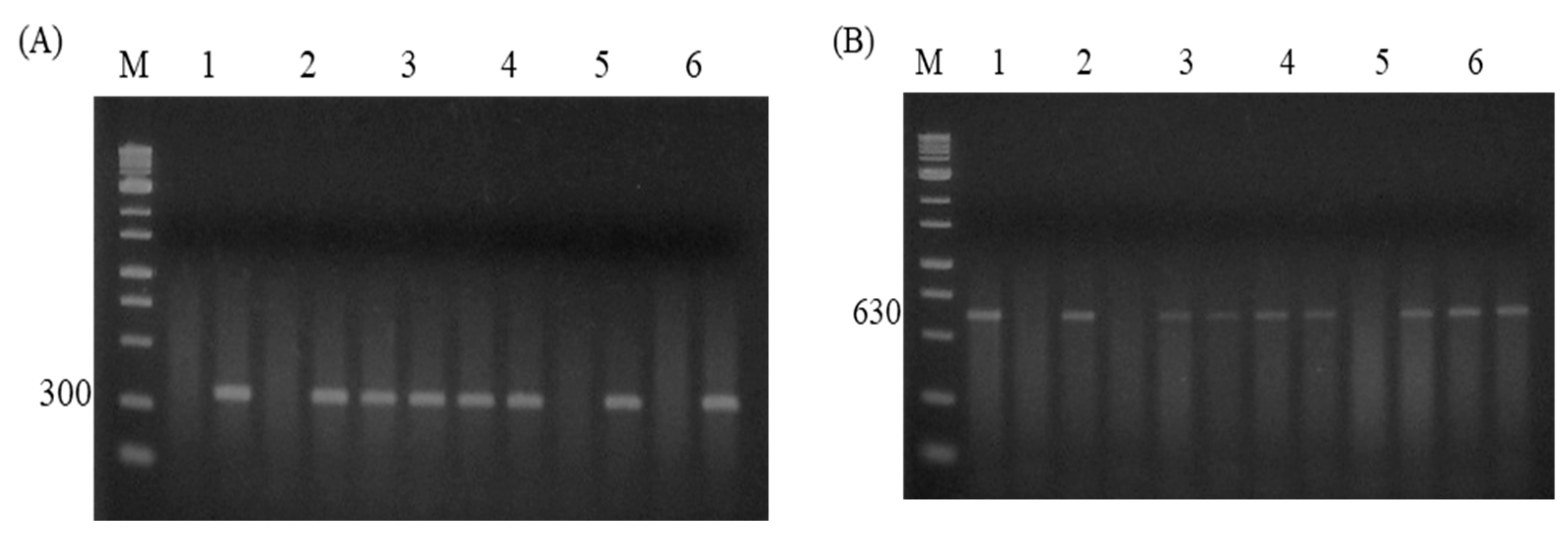 Animals 14 03552 g003a