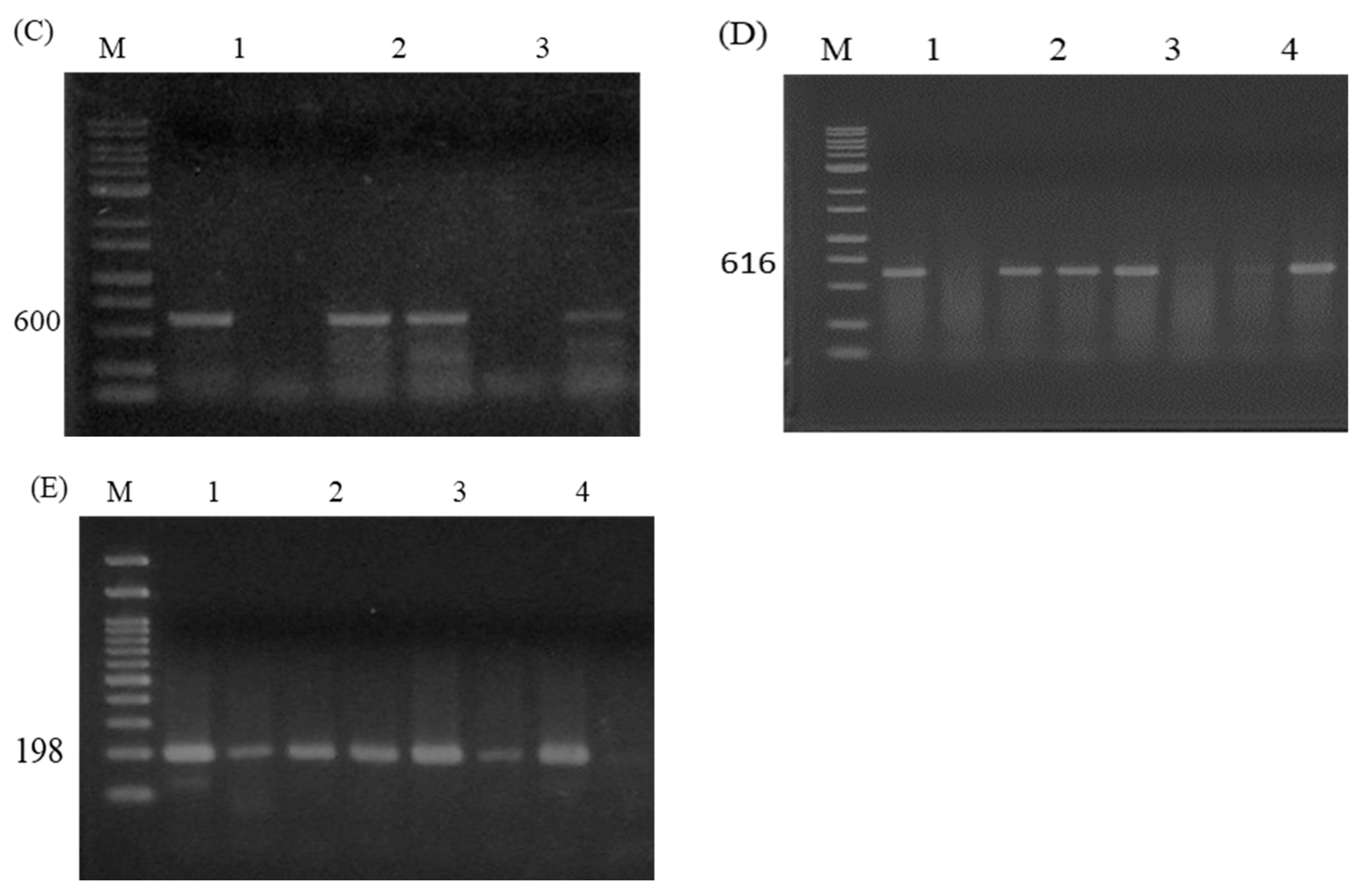 Animals 14 03552 g003b