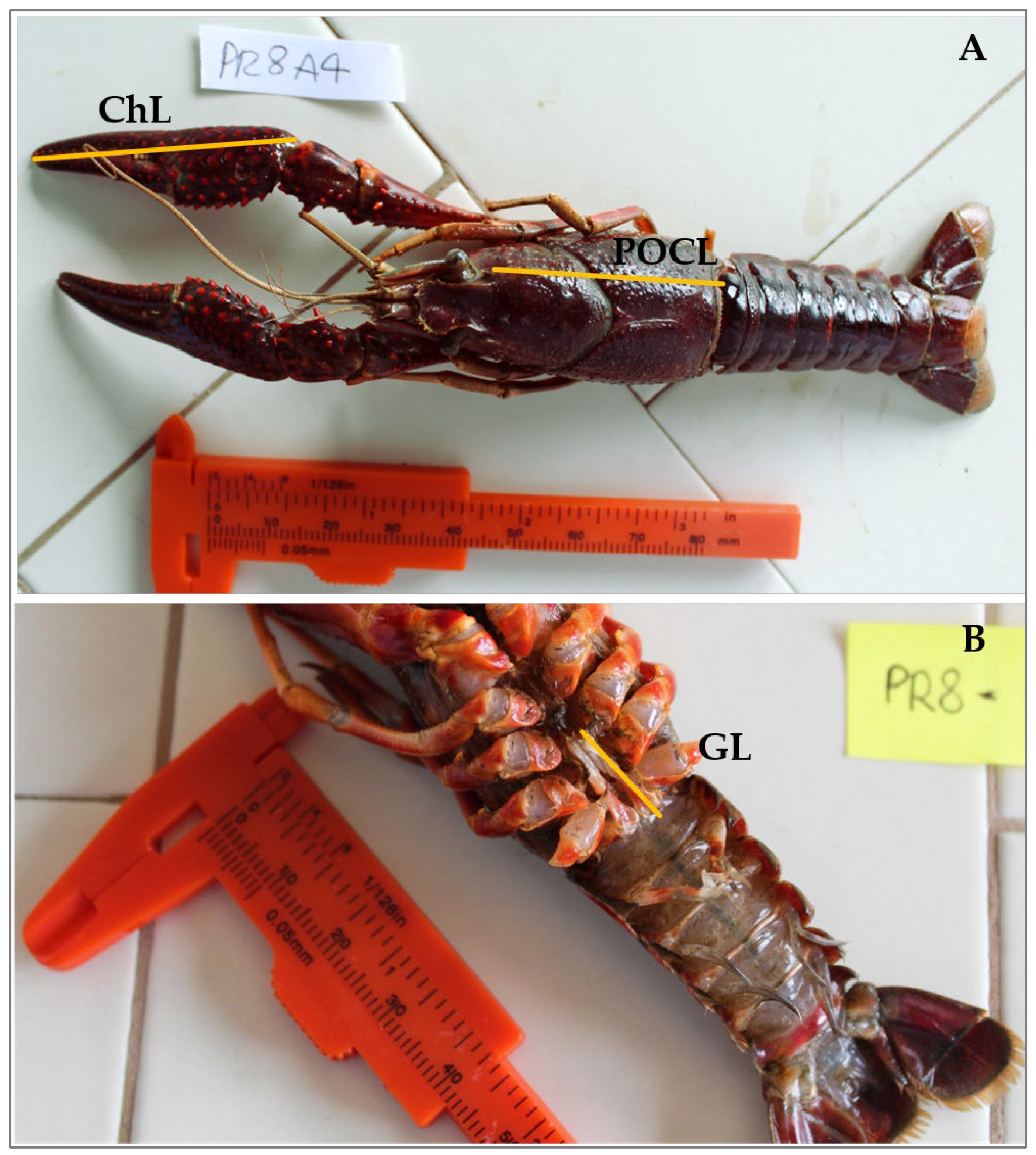 Animals 14 03558 g002 Animals 14 03558 g002