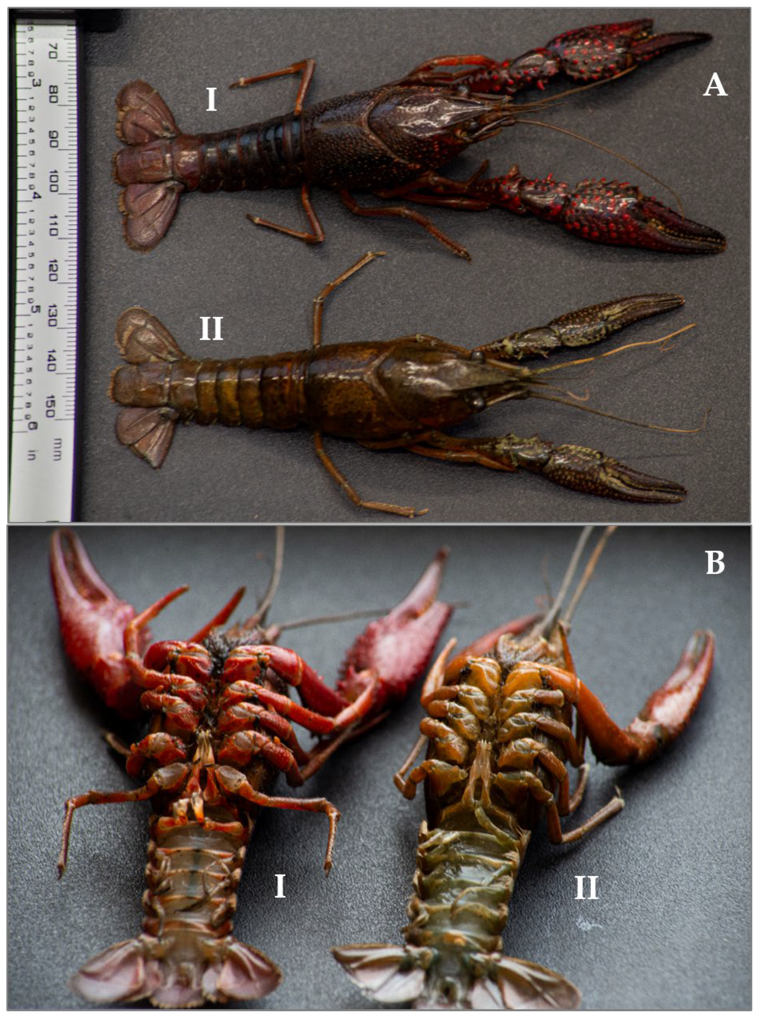 Animals 14 03558 g003 Animals 14 03558 g003