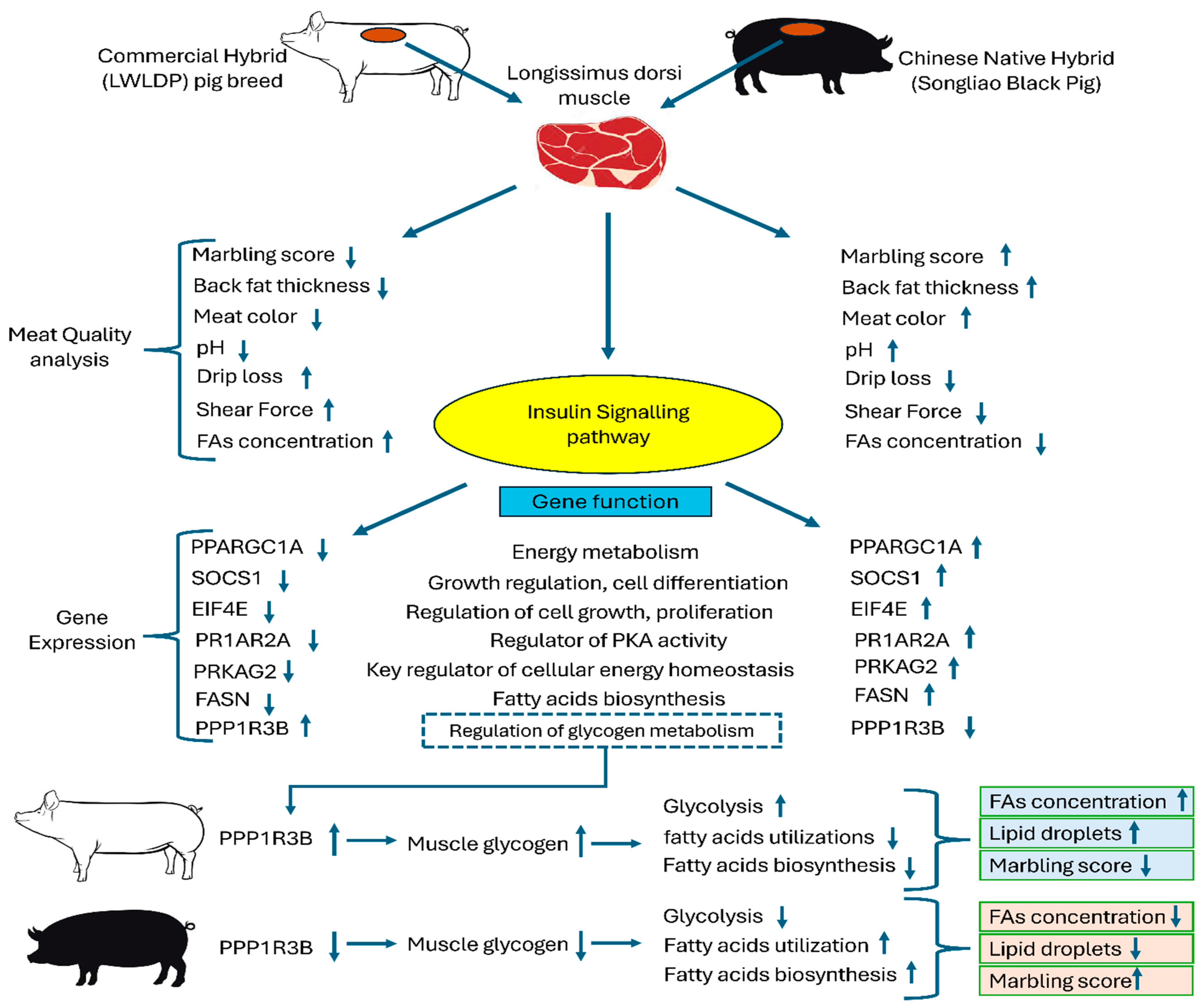 Animals 14 03560 g007