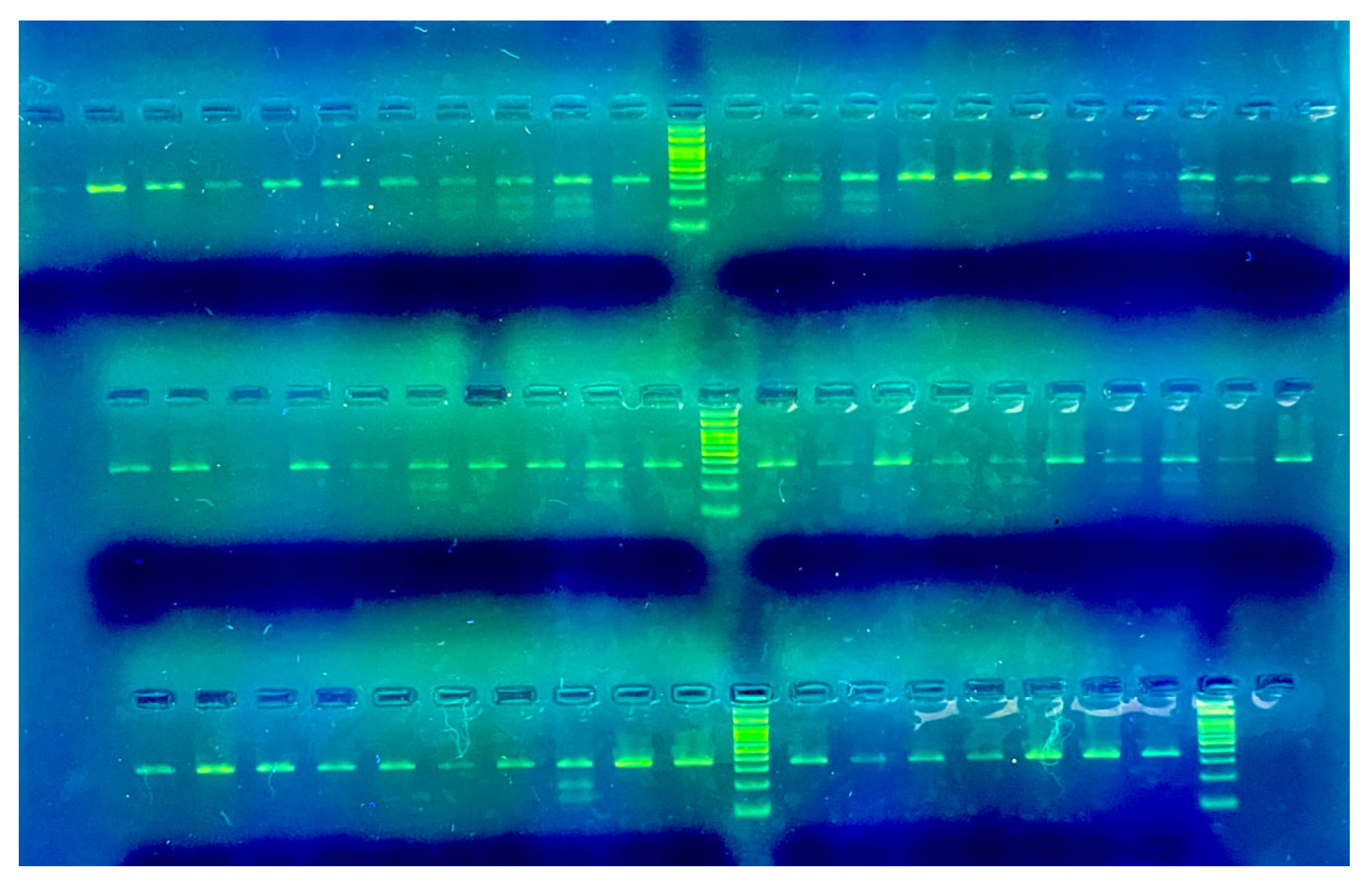 Animals 14 03566 g002