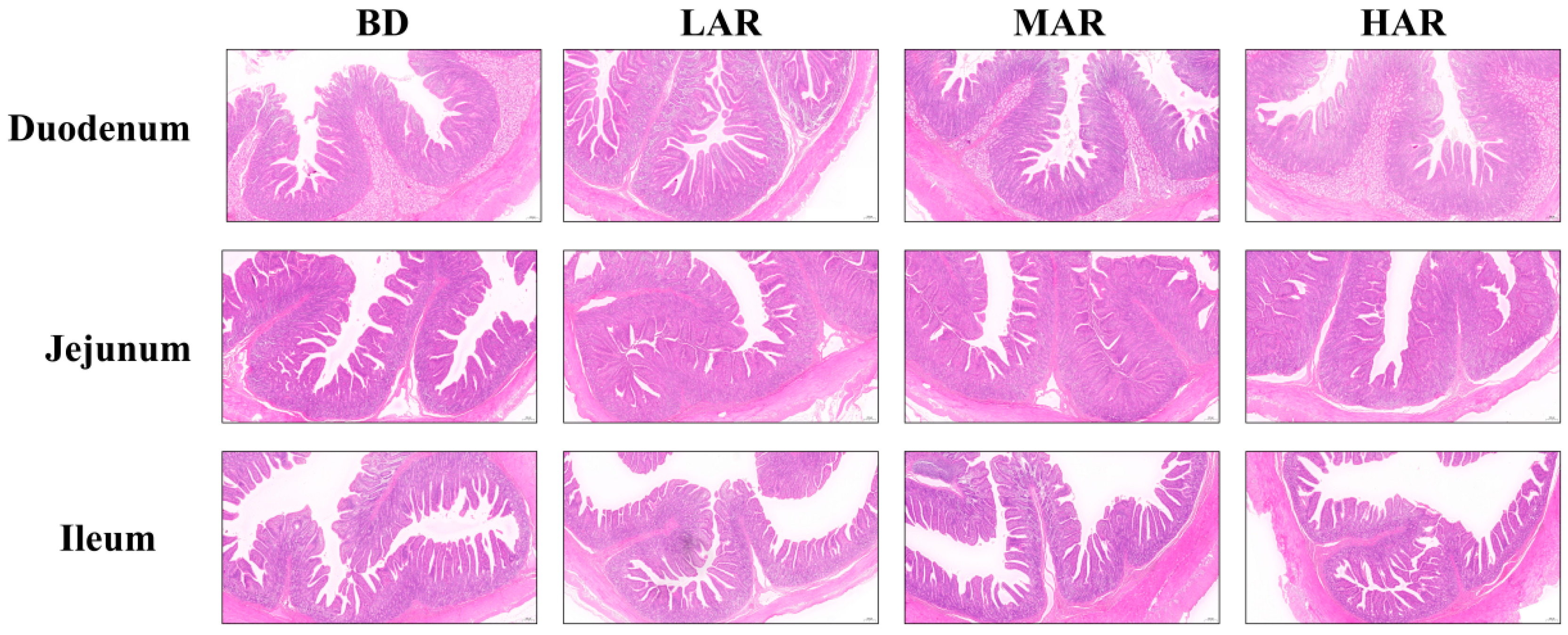 Animals 14 03569 g001