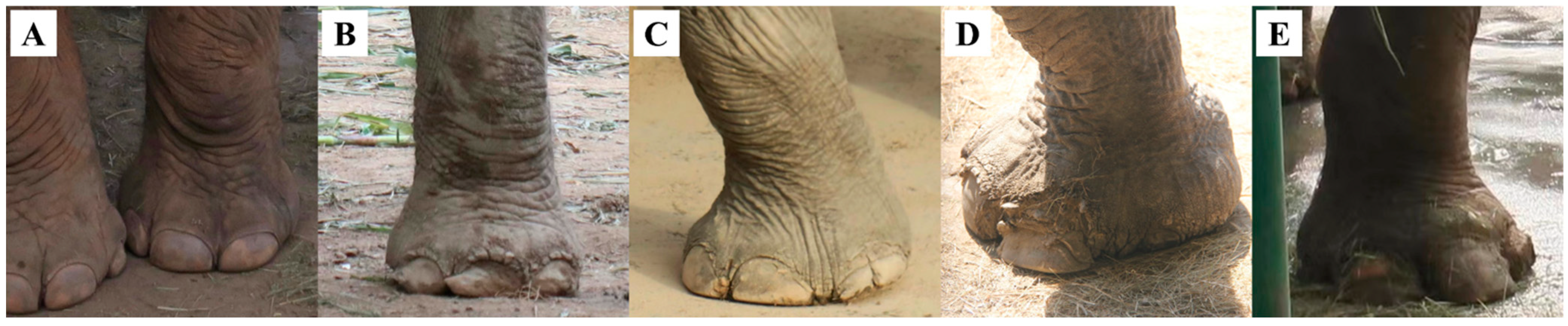 Animals 14 03571 g002