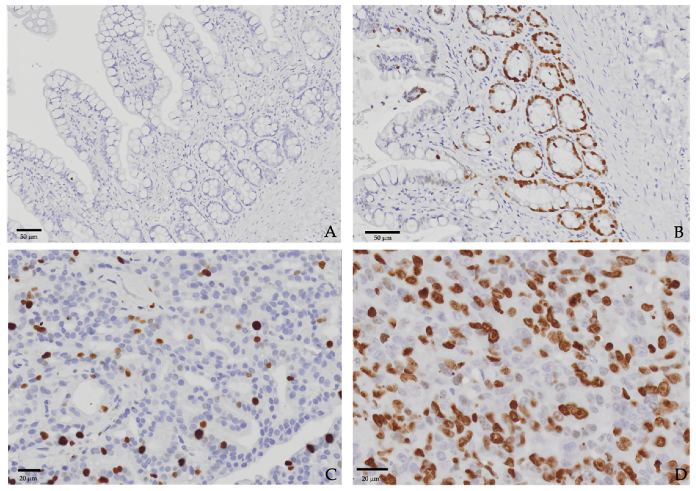 Animals 14 03573 g001