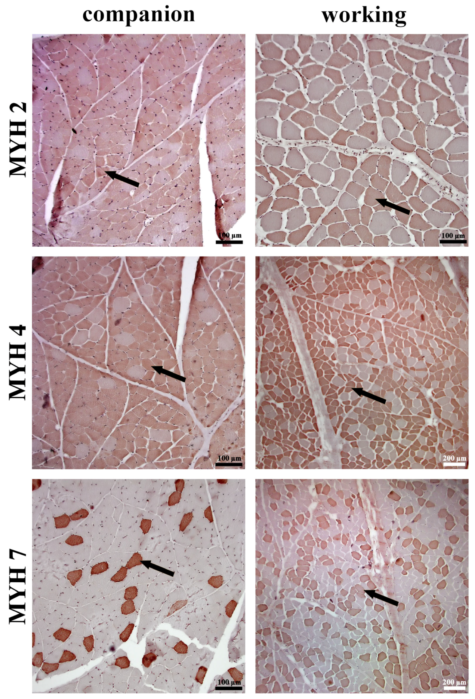 Animals 14 03576 g002