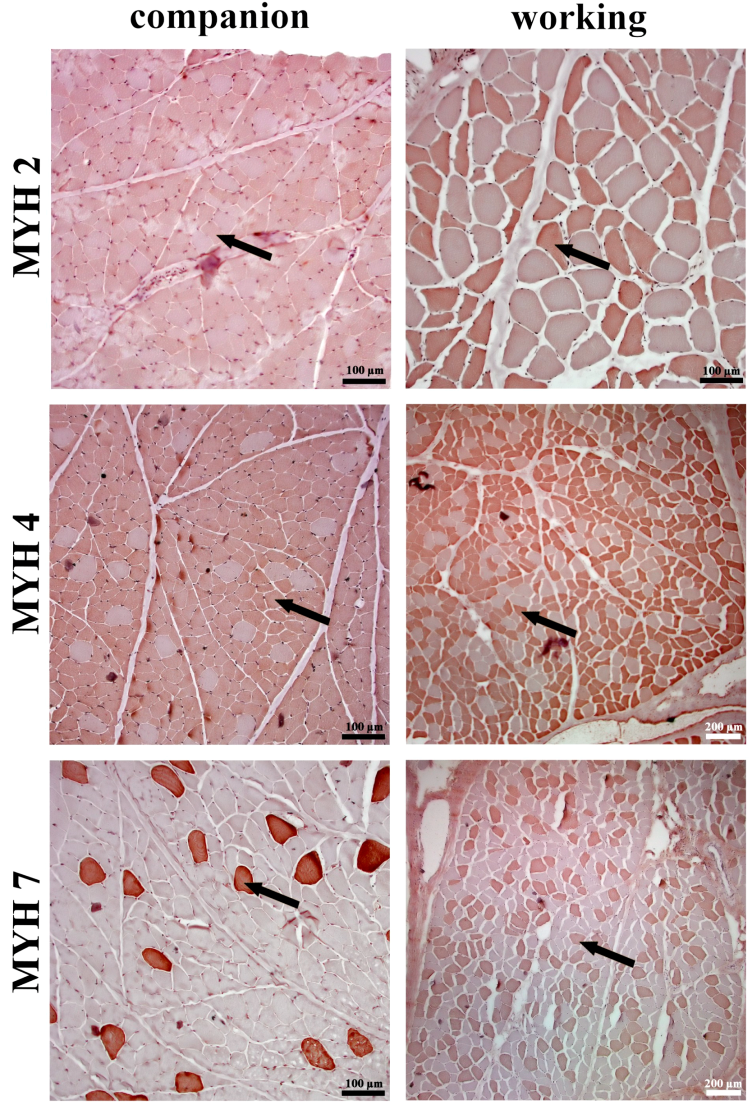 Animals 14 03576 g004