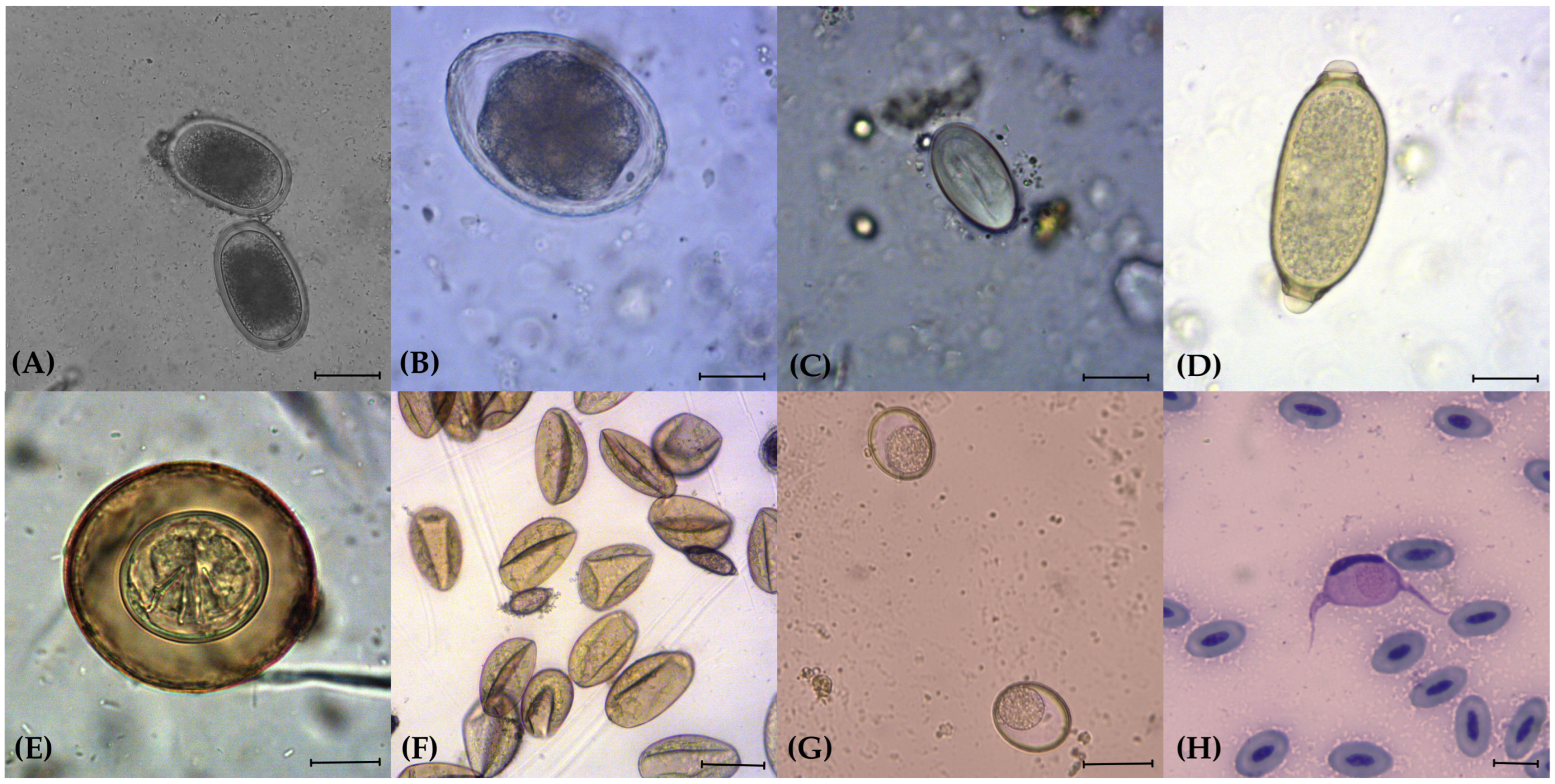 Animals 14 03579 g001