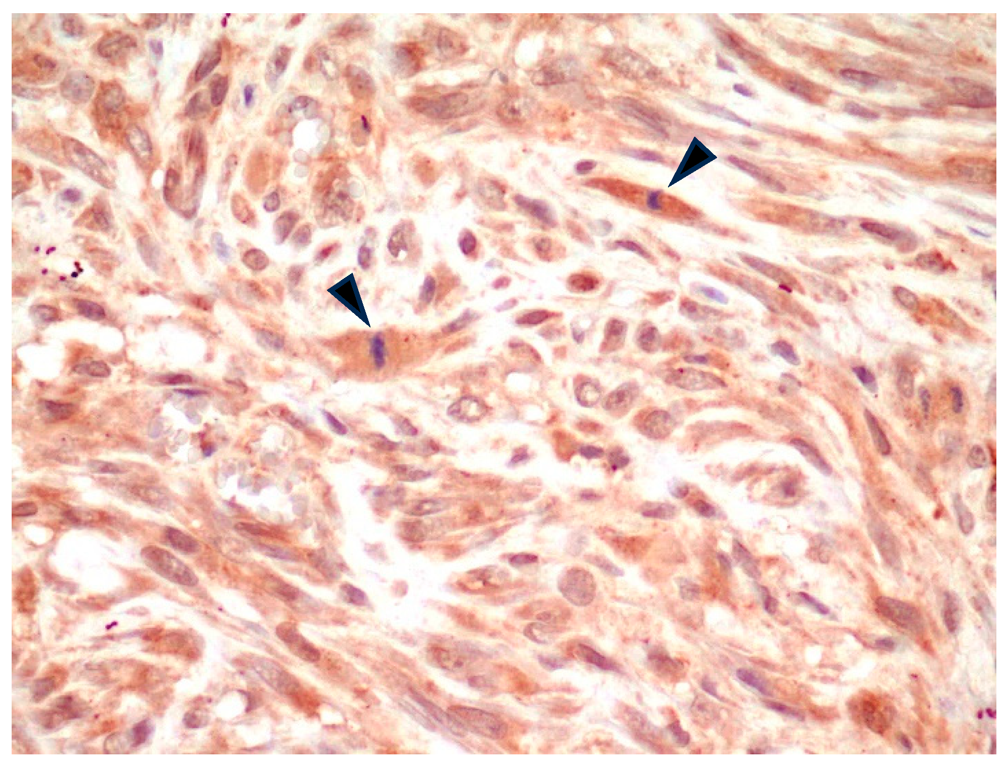 Animals 14 03588 g001