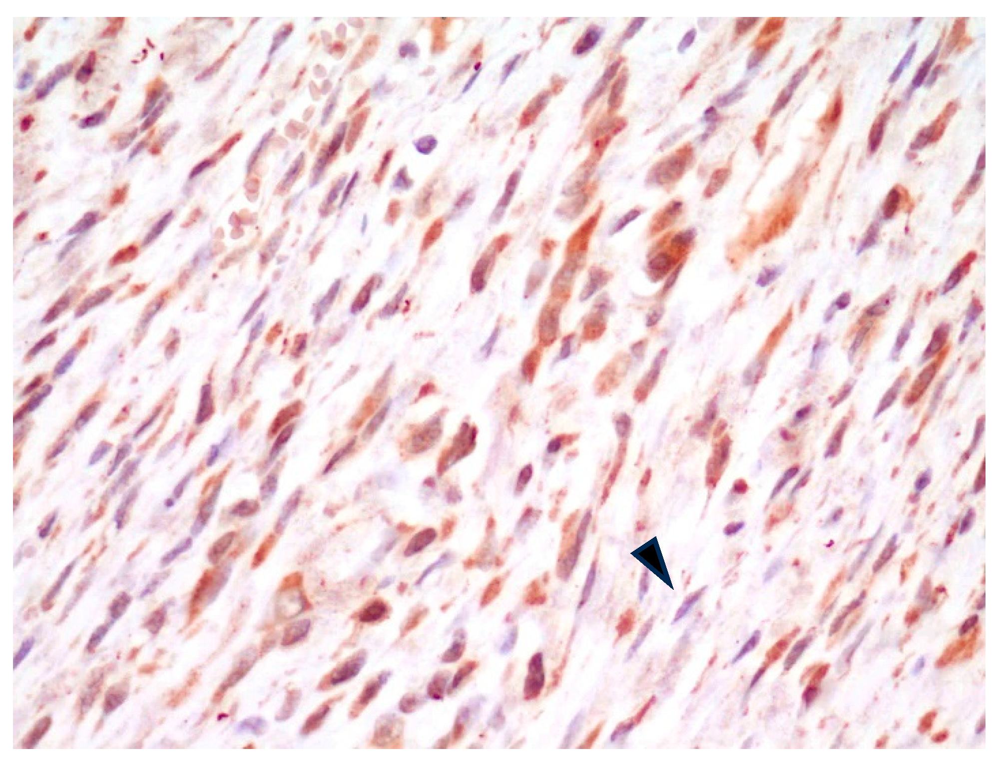 Animals 14 03588 g003