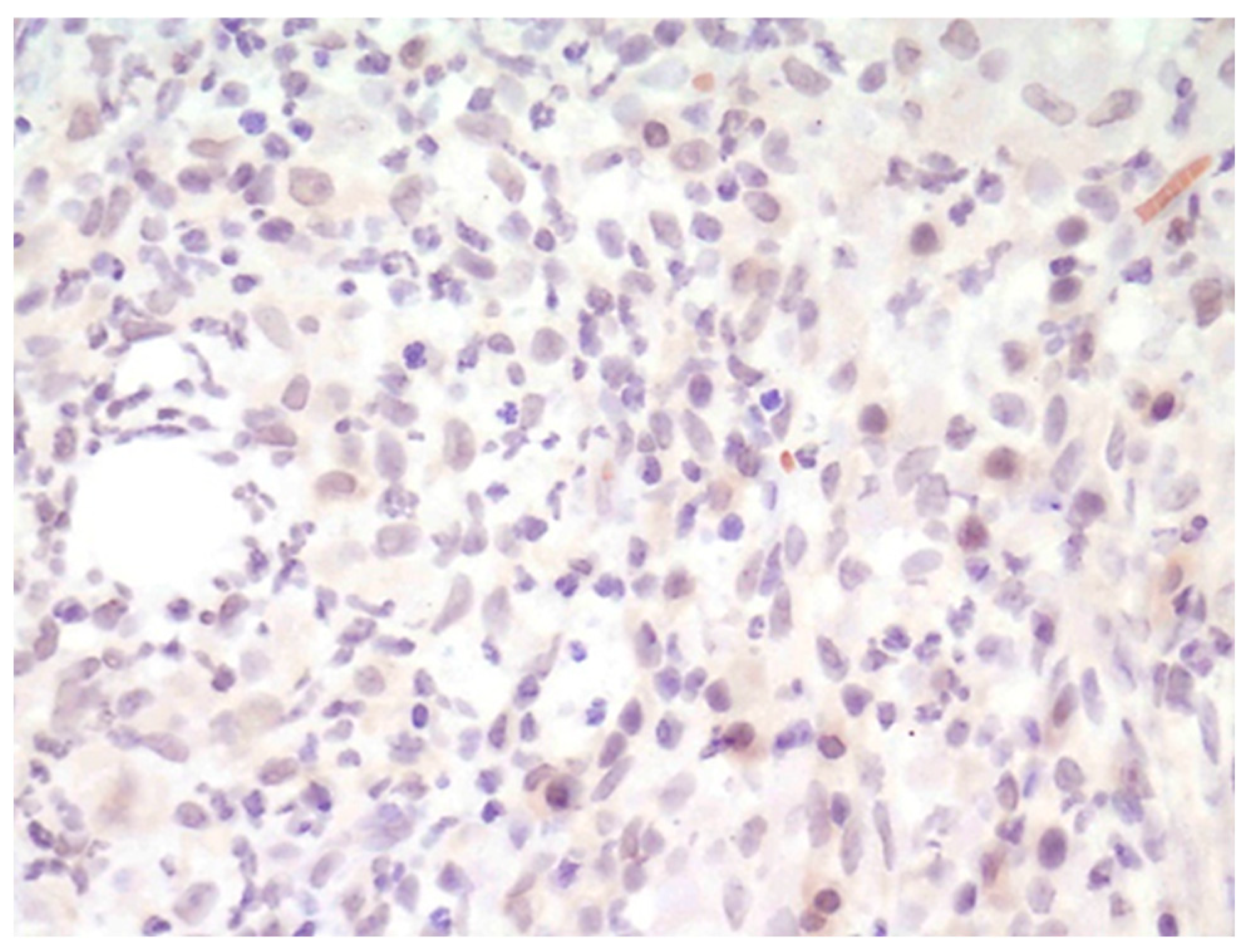 Animals 14 03588 g004