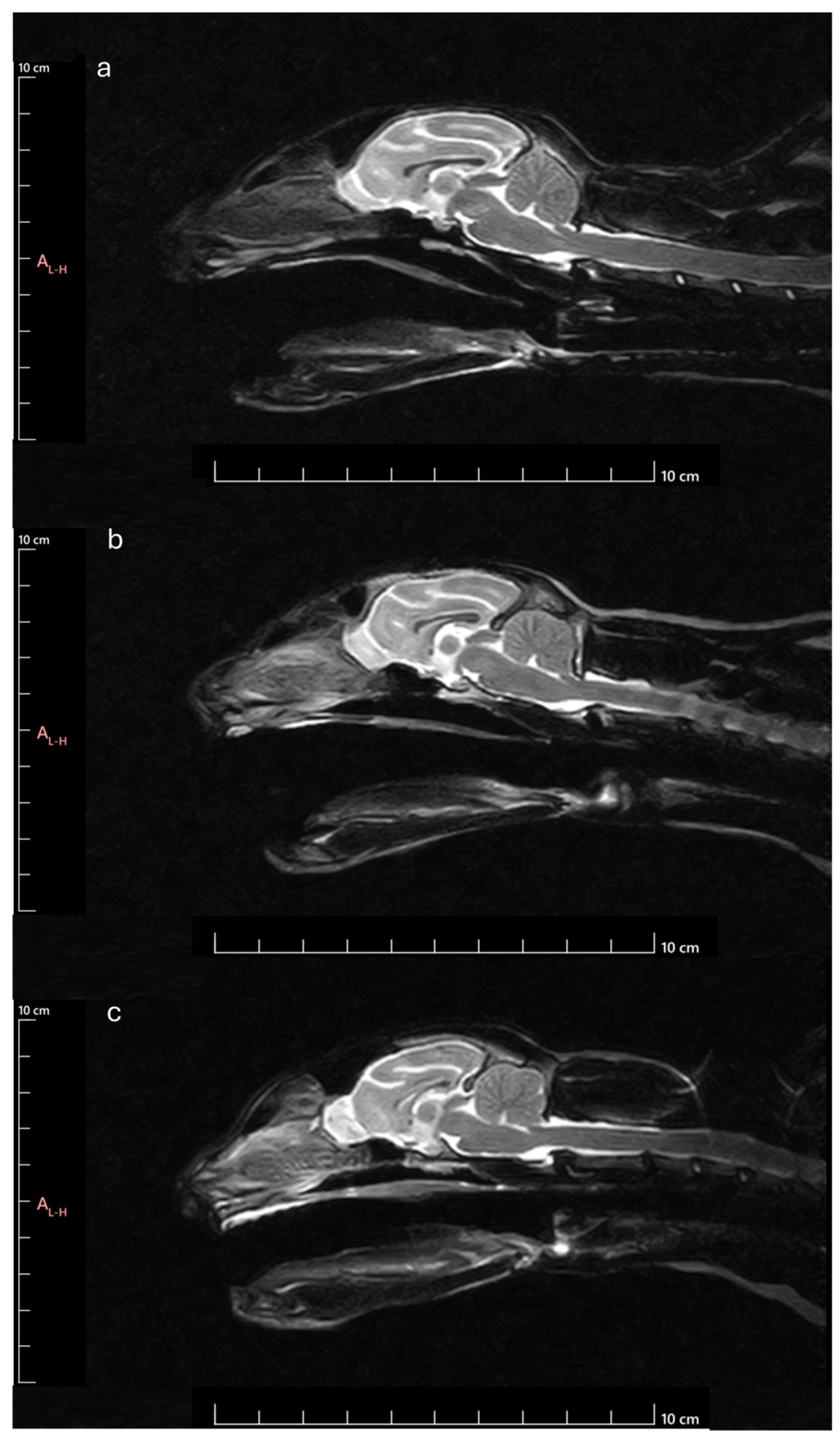 Animals 14 03590 g012