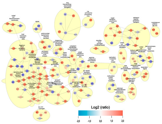 Proteomic Analysis of the Fish Pathogen Vibrio ordalii Strain Vo-LM-18 ...