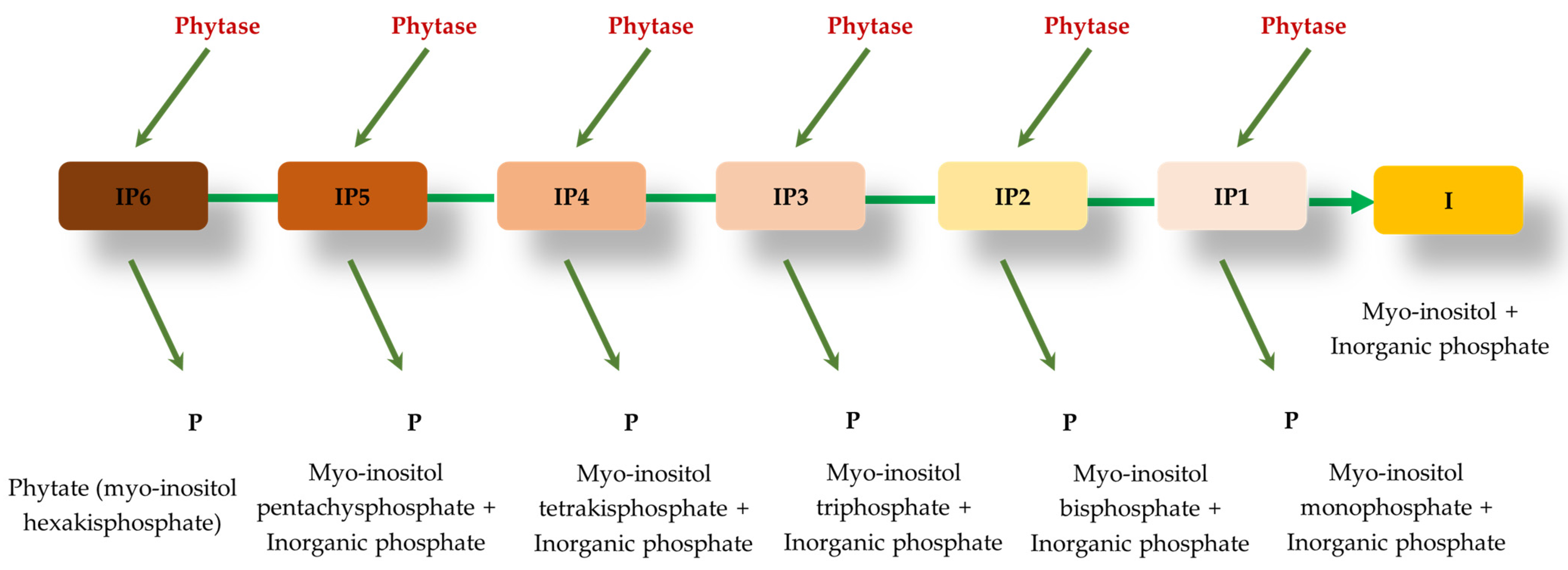 Animals 14 03599 g002 Animals 14 03599 g002