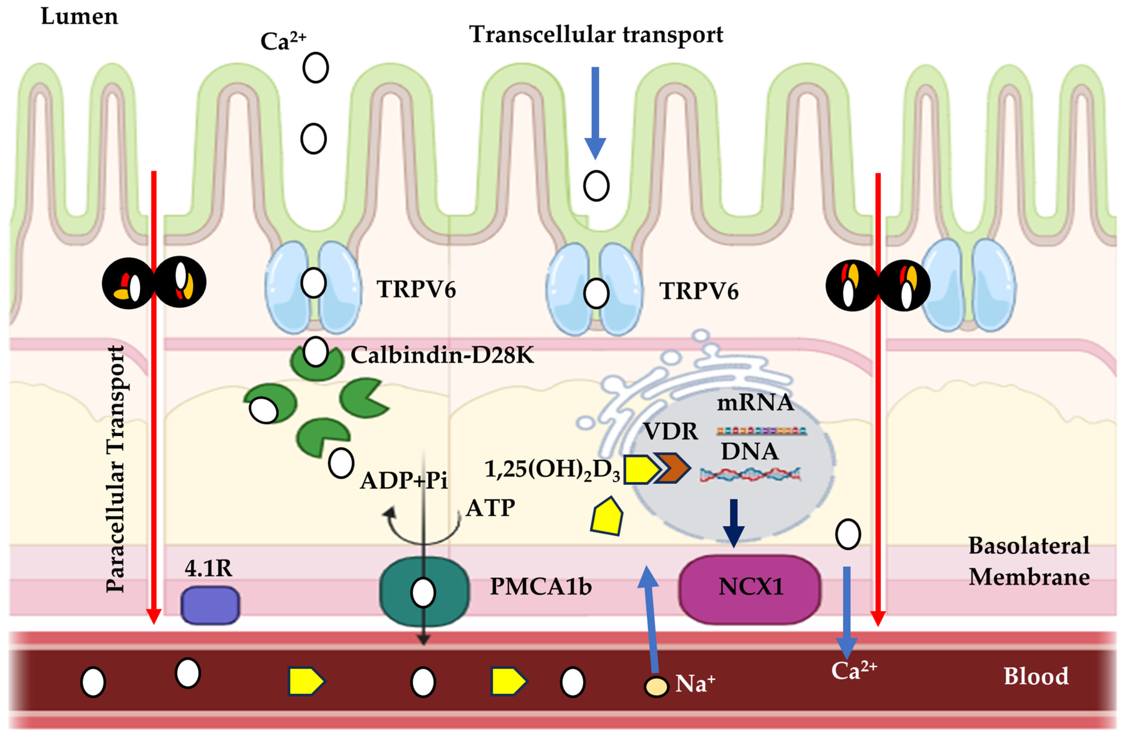 Animals 14 03599 g004 Animals 14 03599 g004