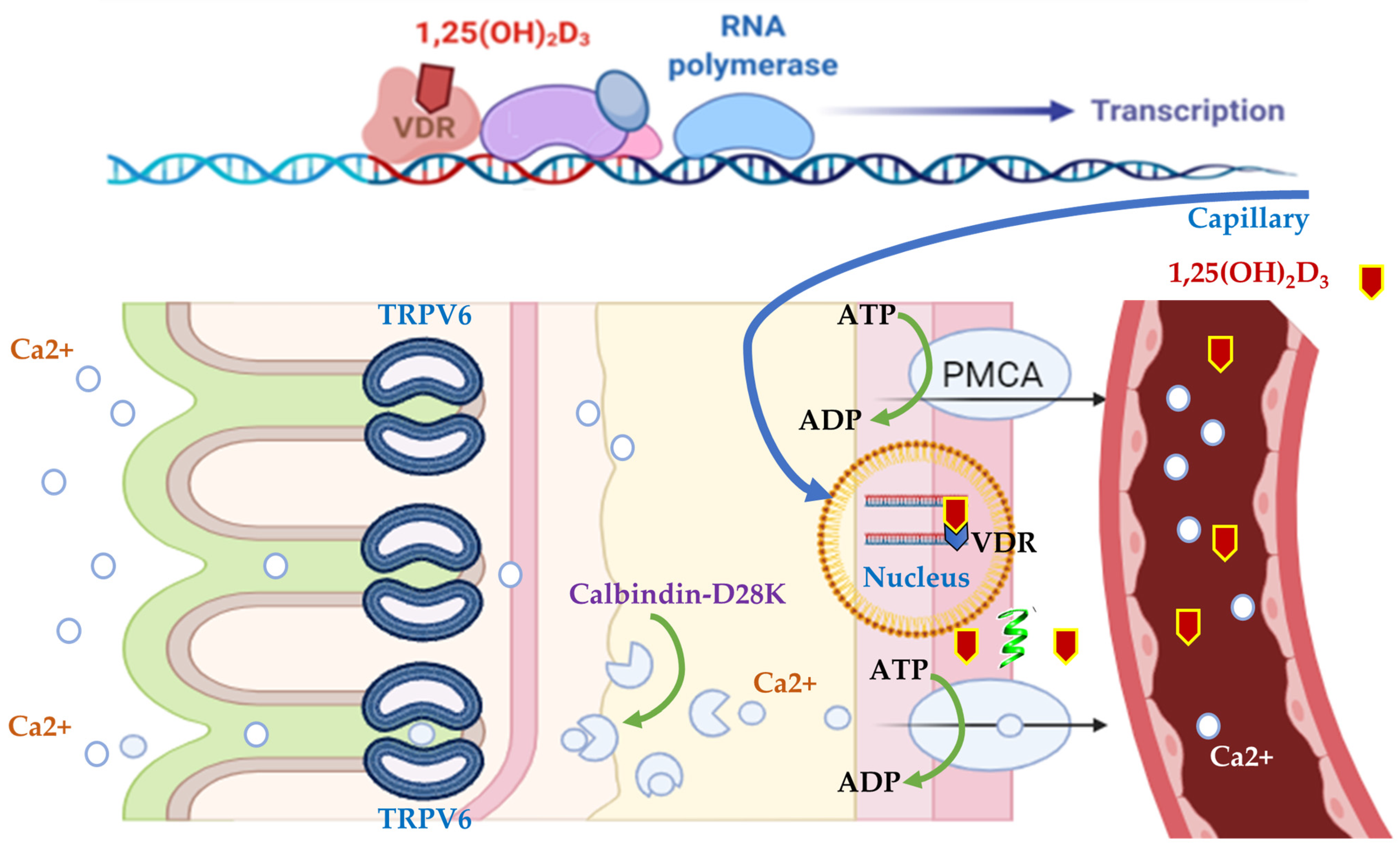 Animals 14 03599 g005 Animals 14 03599 g005