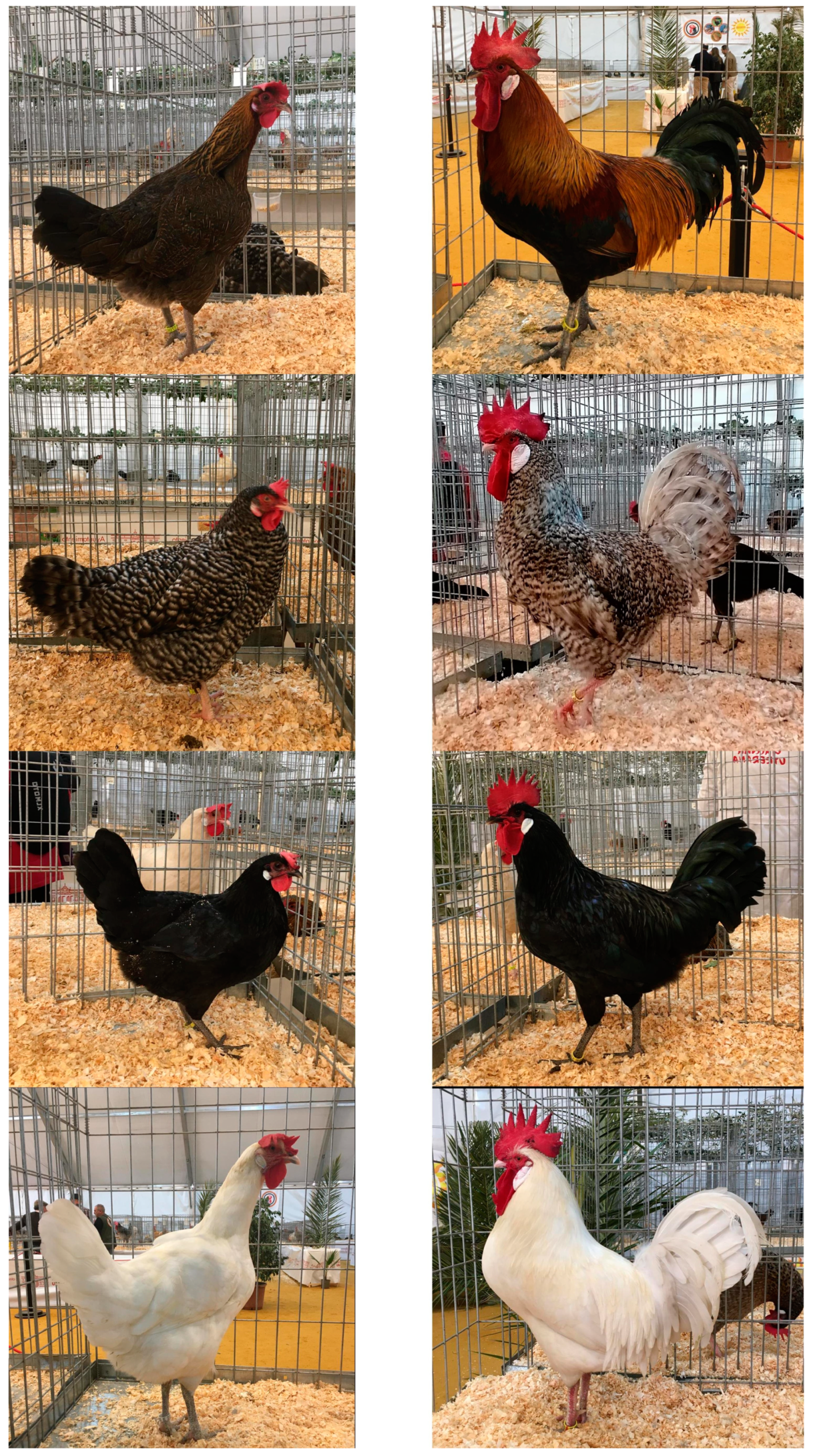 Animals 14 03608 g001