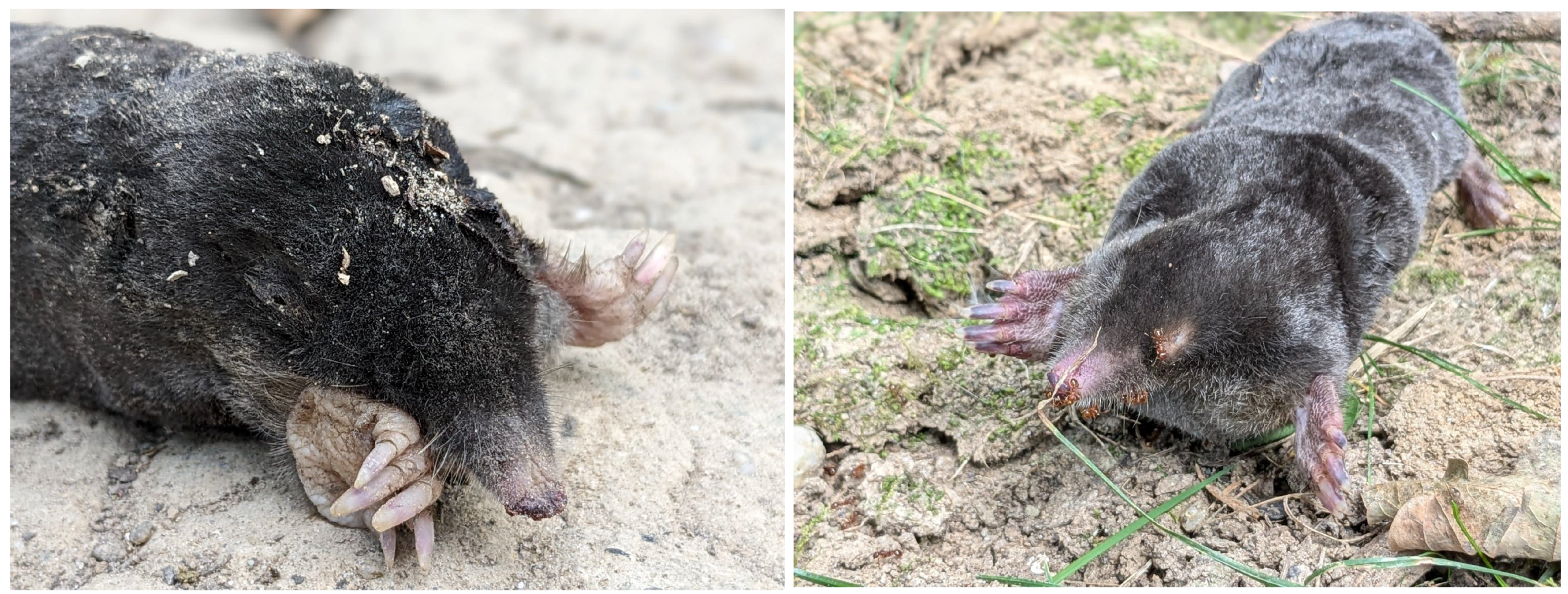 Animals 14 03611 g001