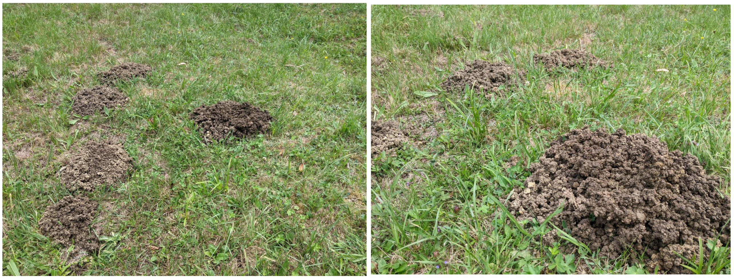 Animals 14 03611 g002