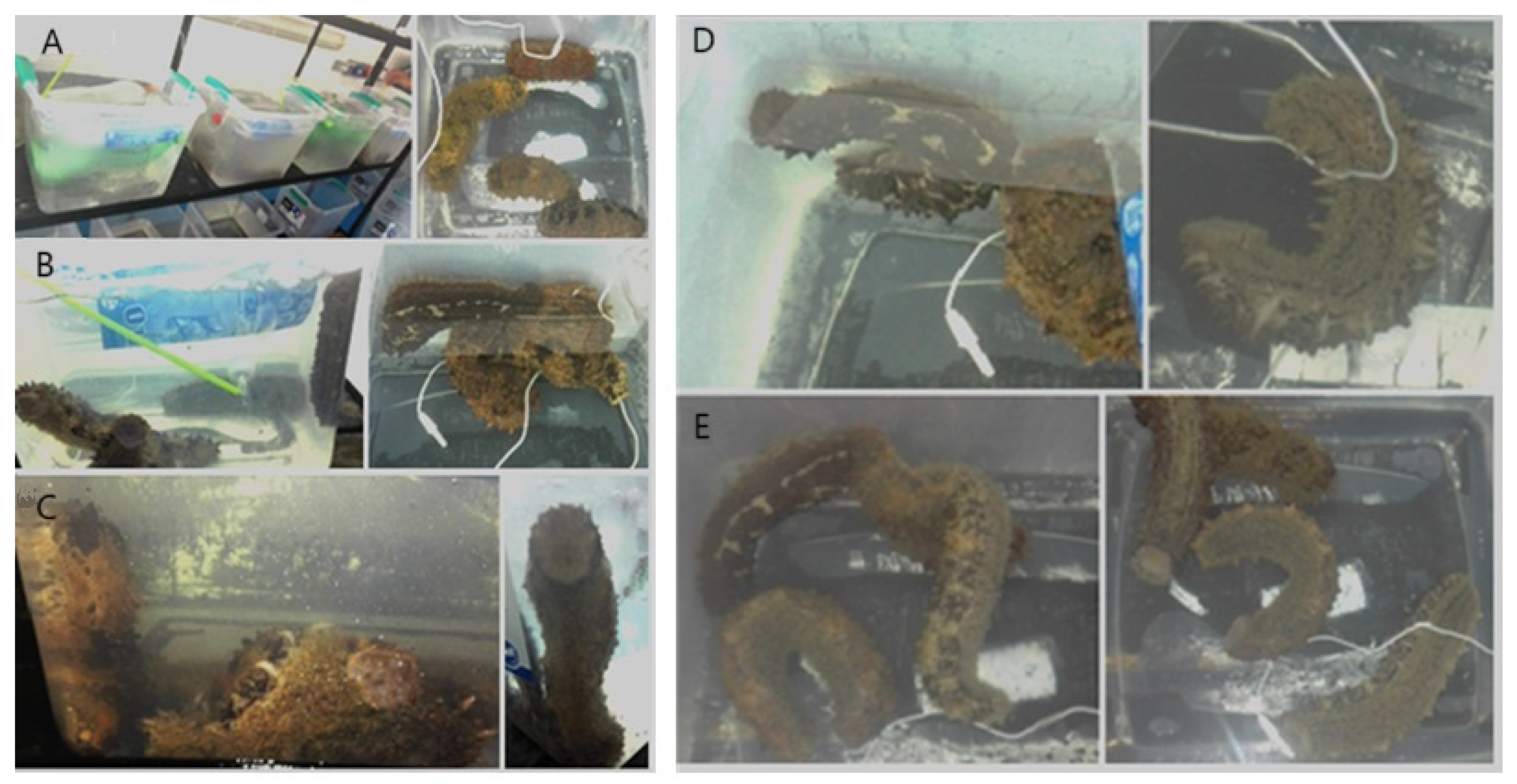 Animals 14 03613 g007