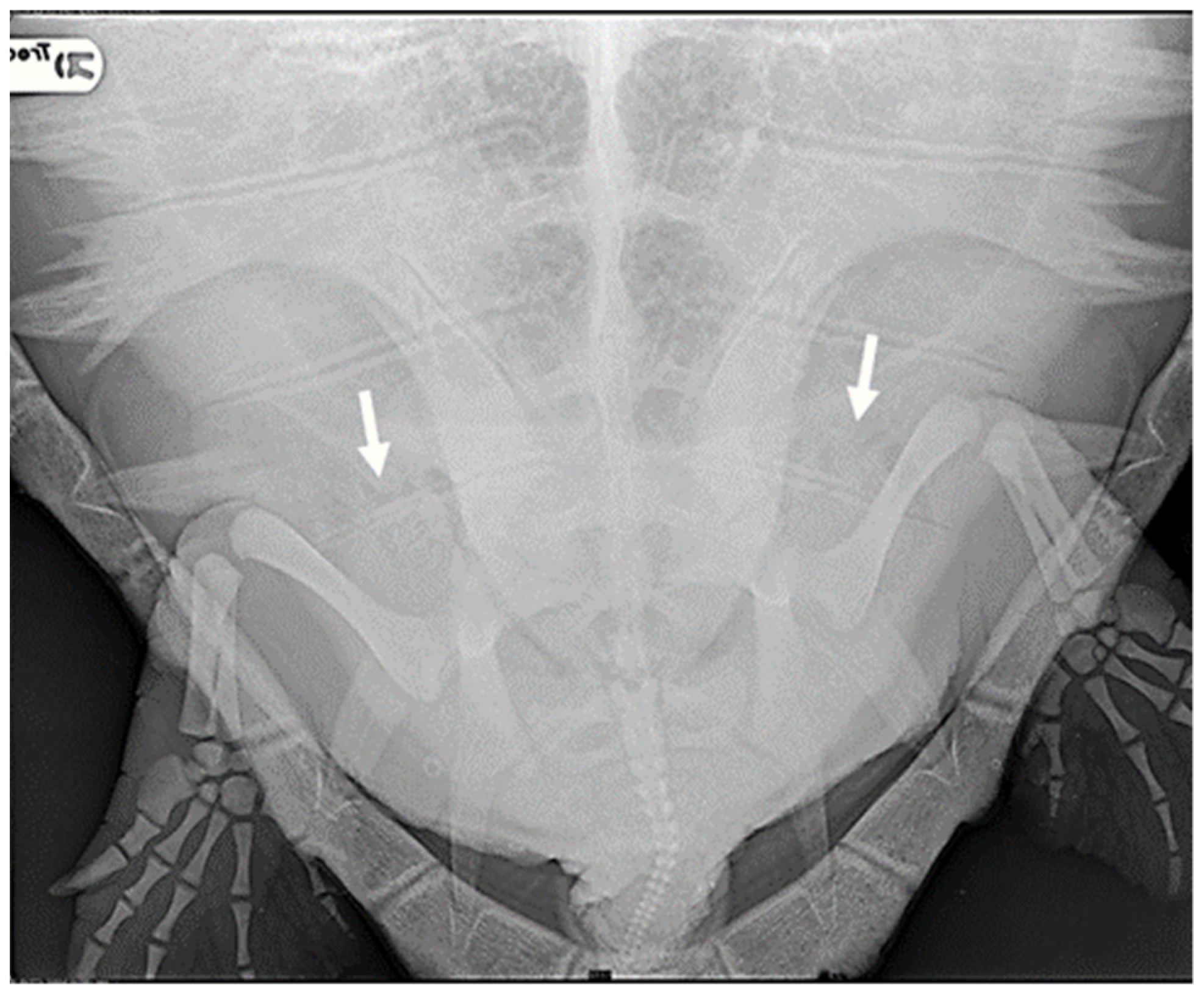 Animals 14 03623 g001