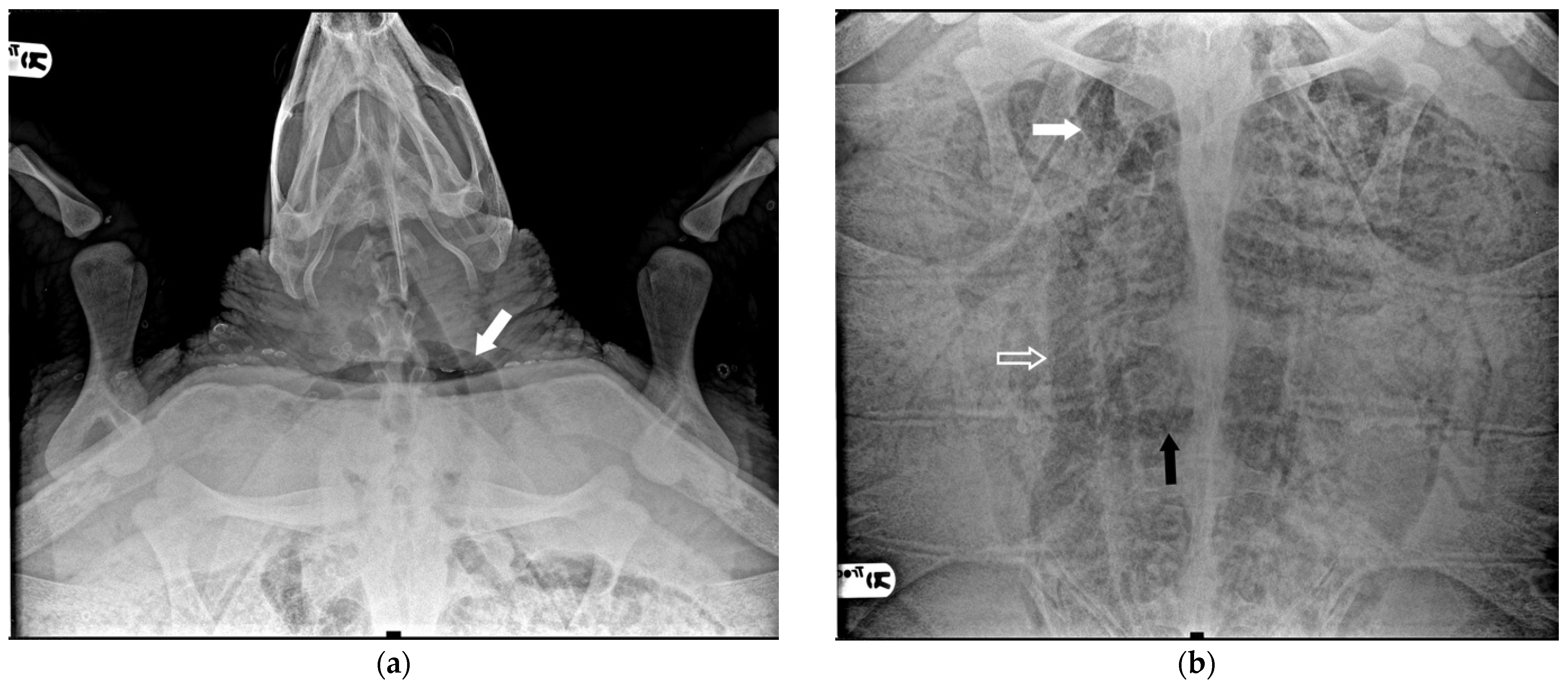 Animals 14 03623 g003