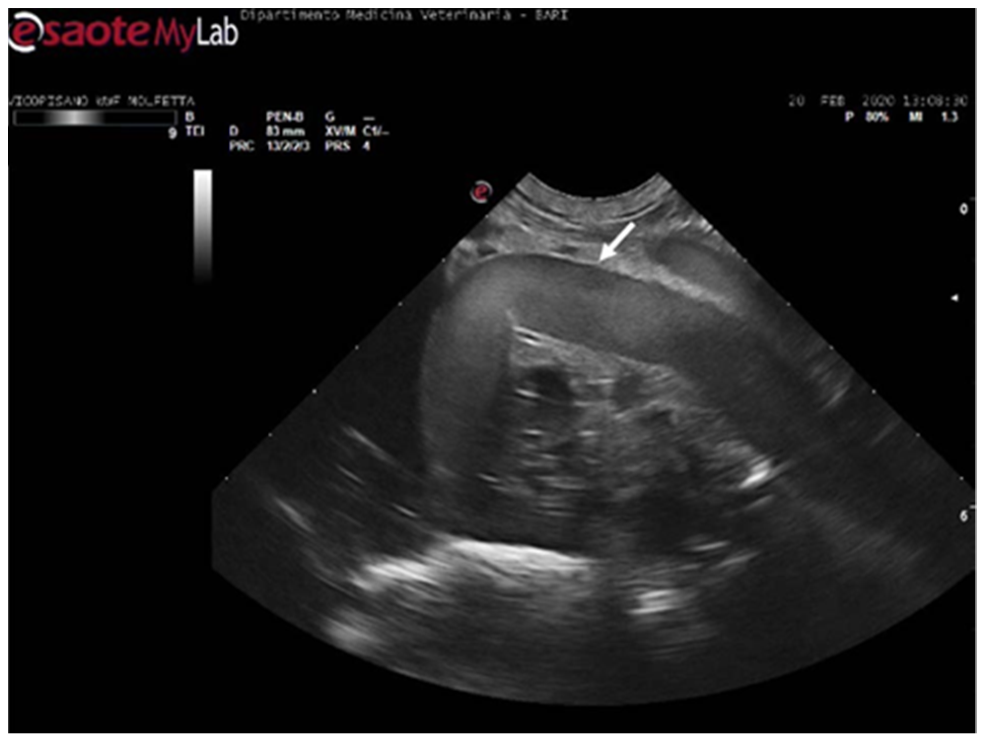 Animals 14 03623 g004