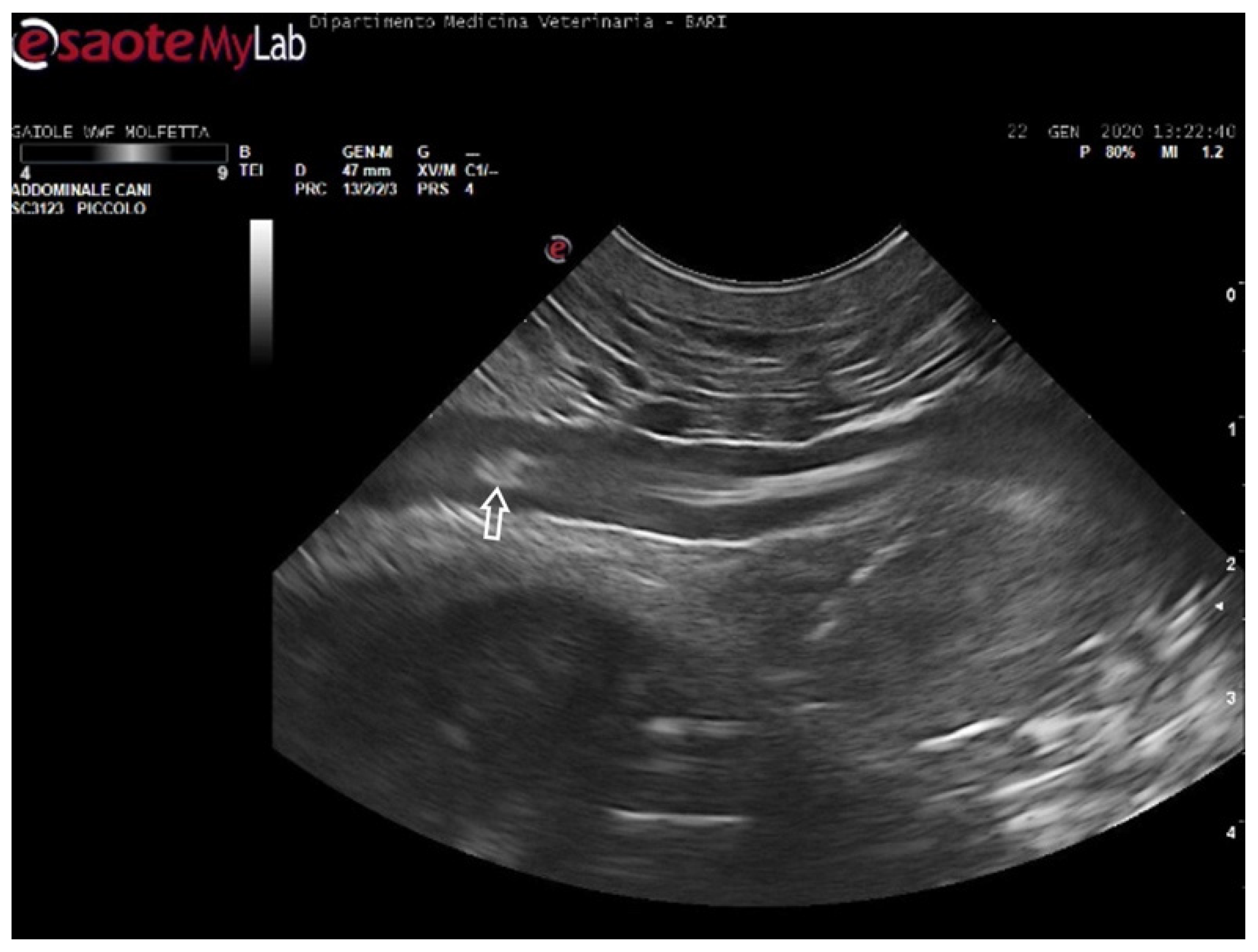 Animals 14 03623 g006