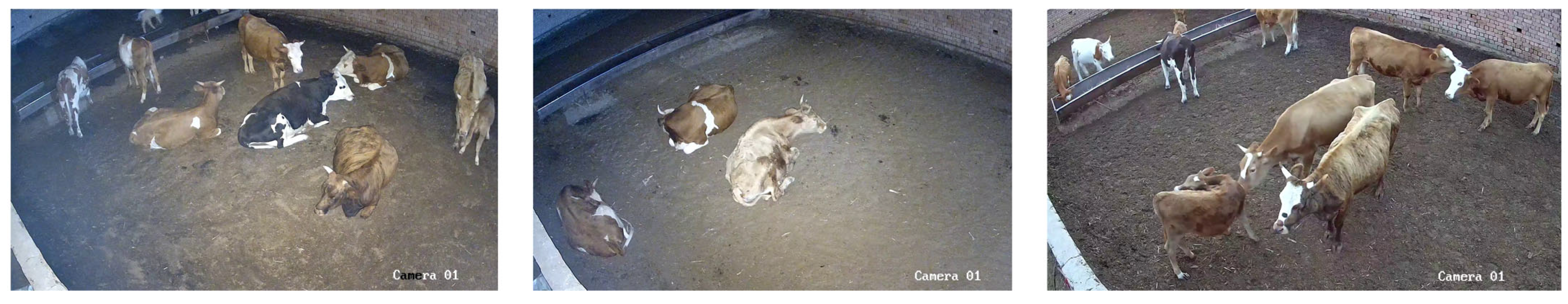 Animals 14 03635 g003