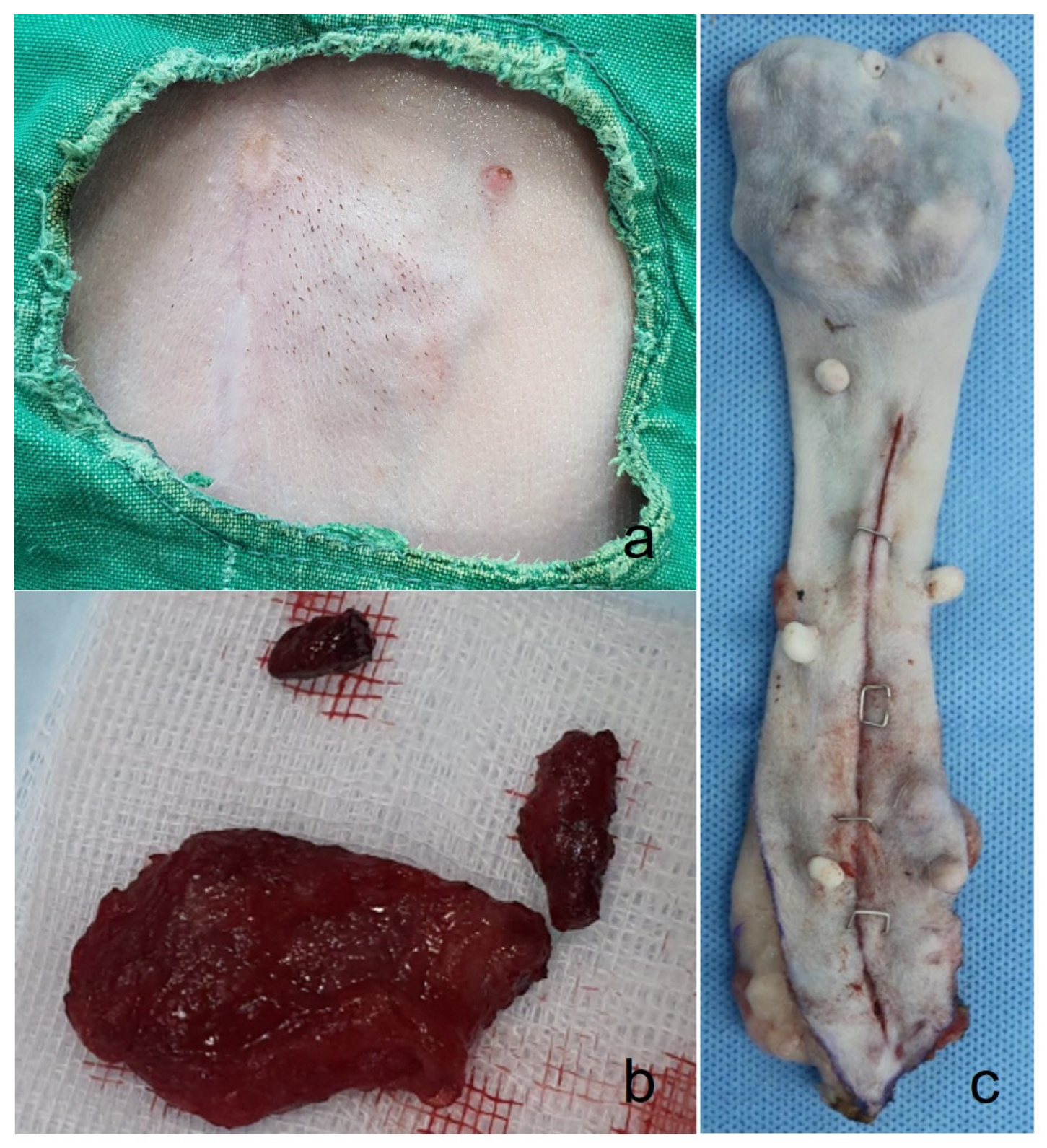 Animals 14 03637 g001