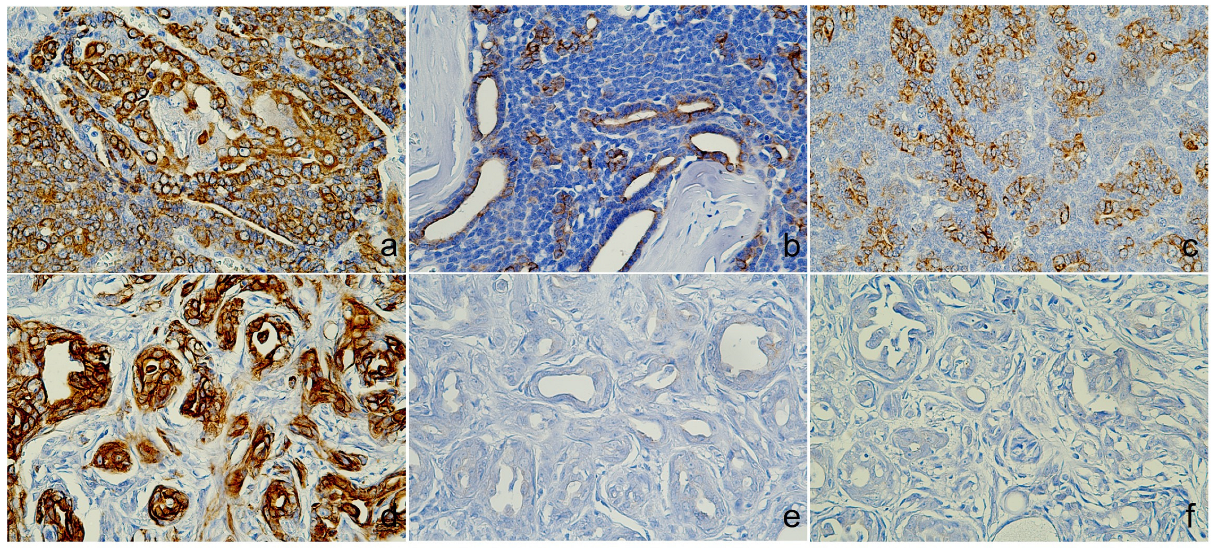 Animals 14 03637 g003