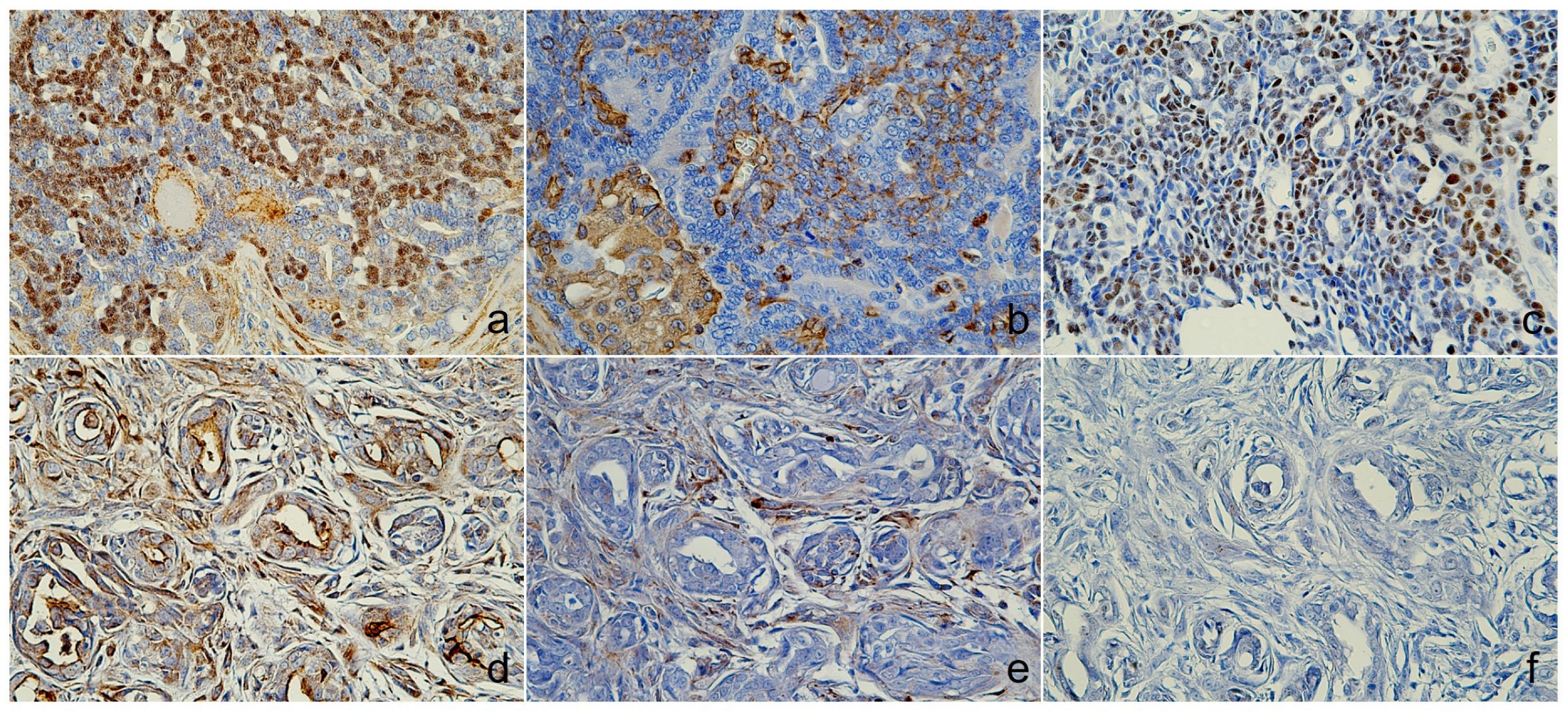 Animals 14 03637 g004