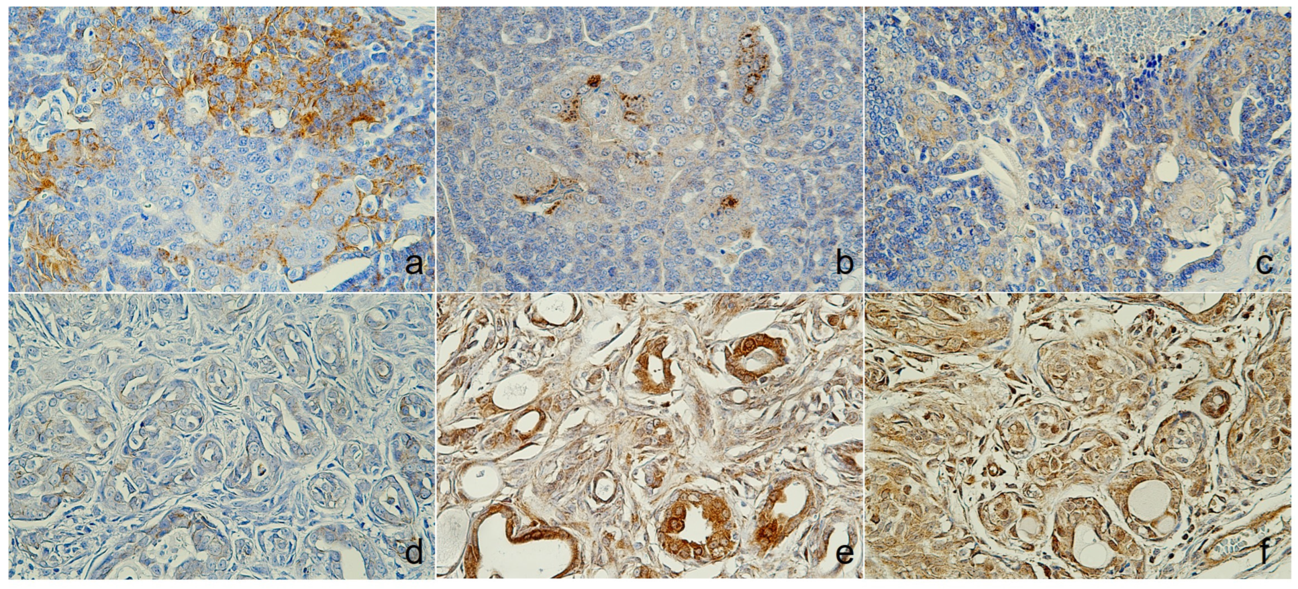 Animals 14 03637 g005