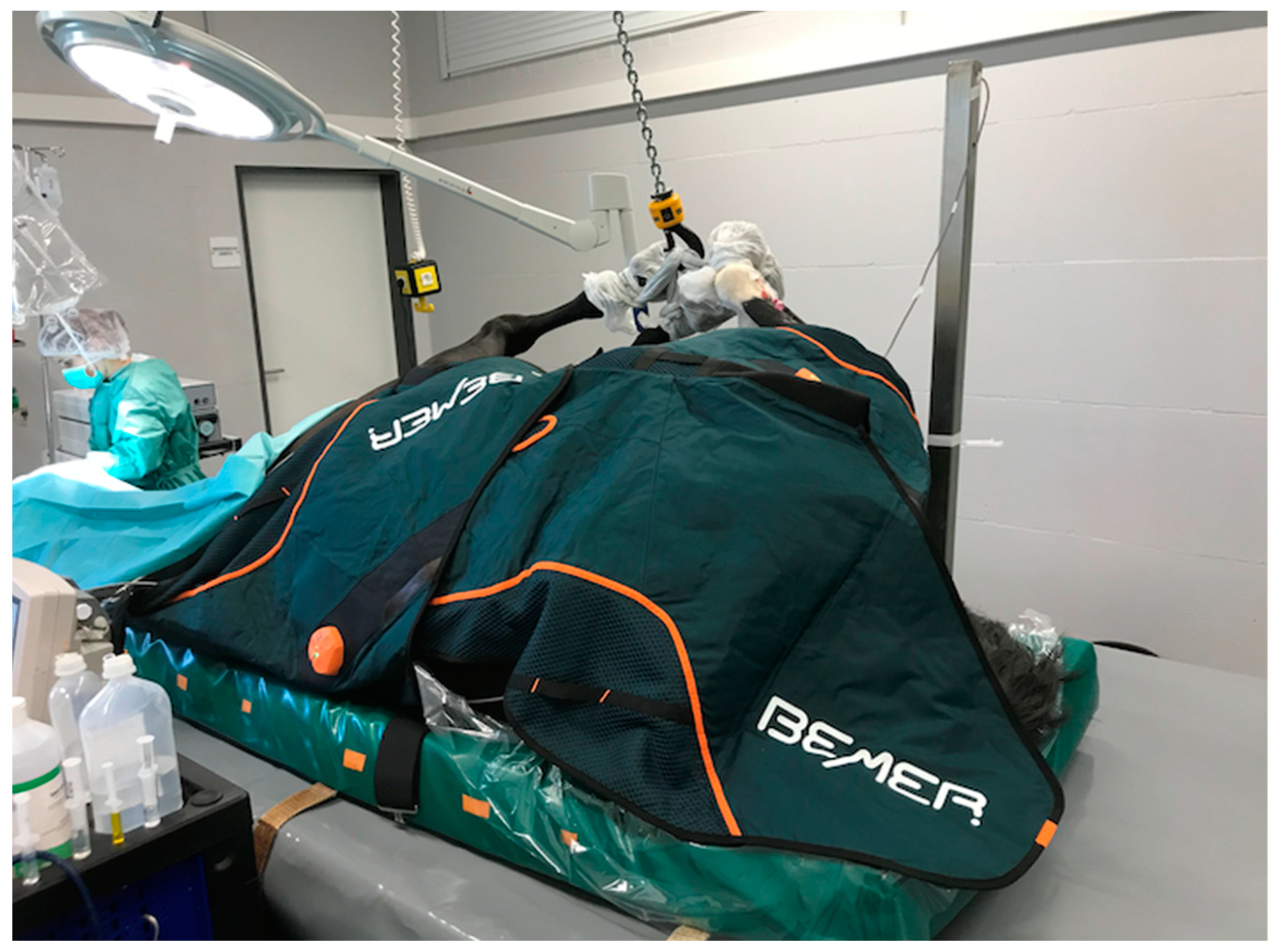 Animals 14 03654 g001