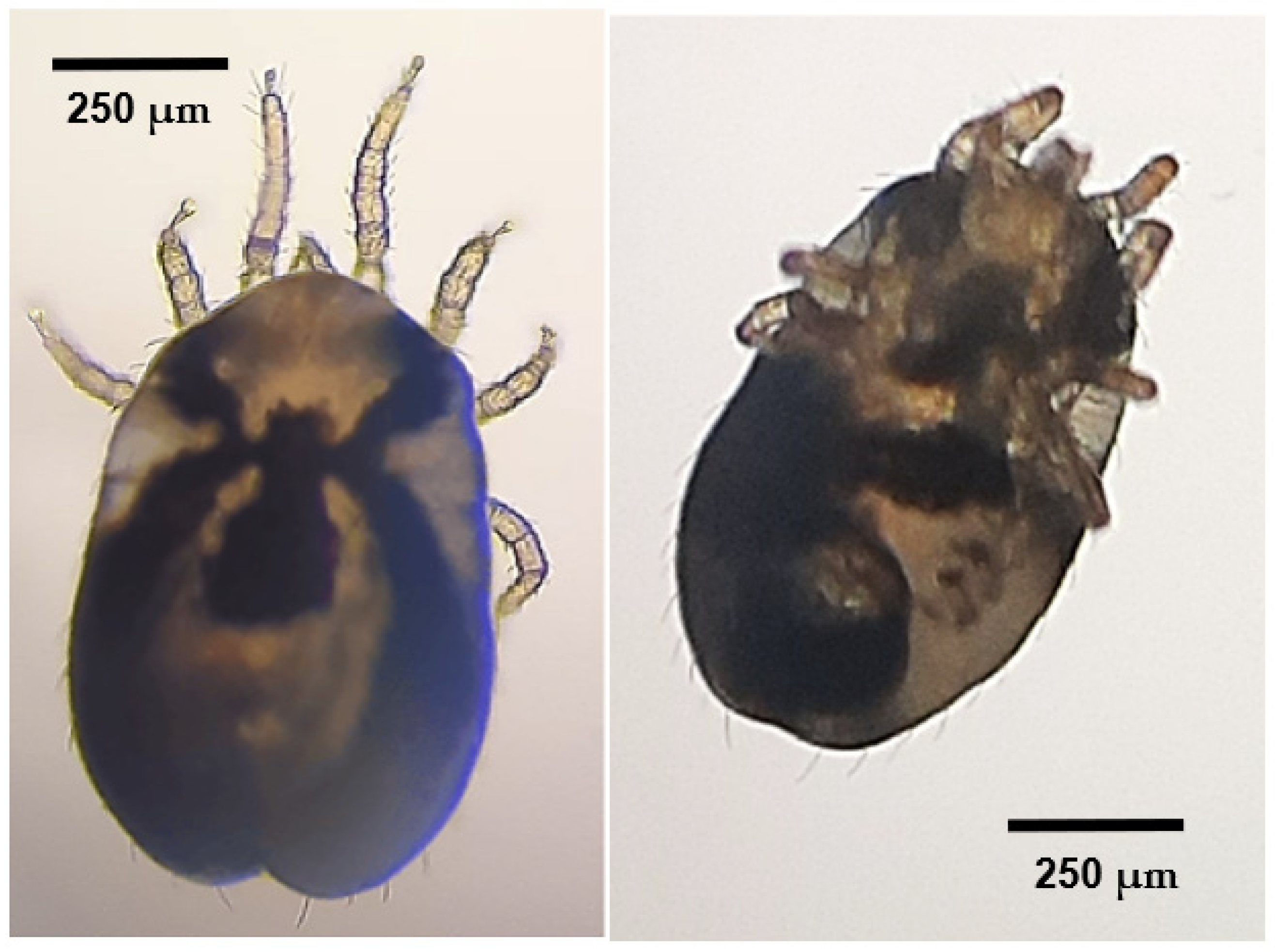 Animals 14 03664 g004 Animals 14 03664 g004